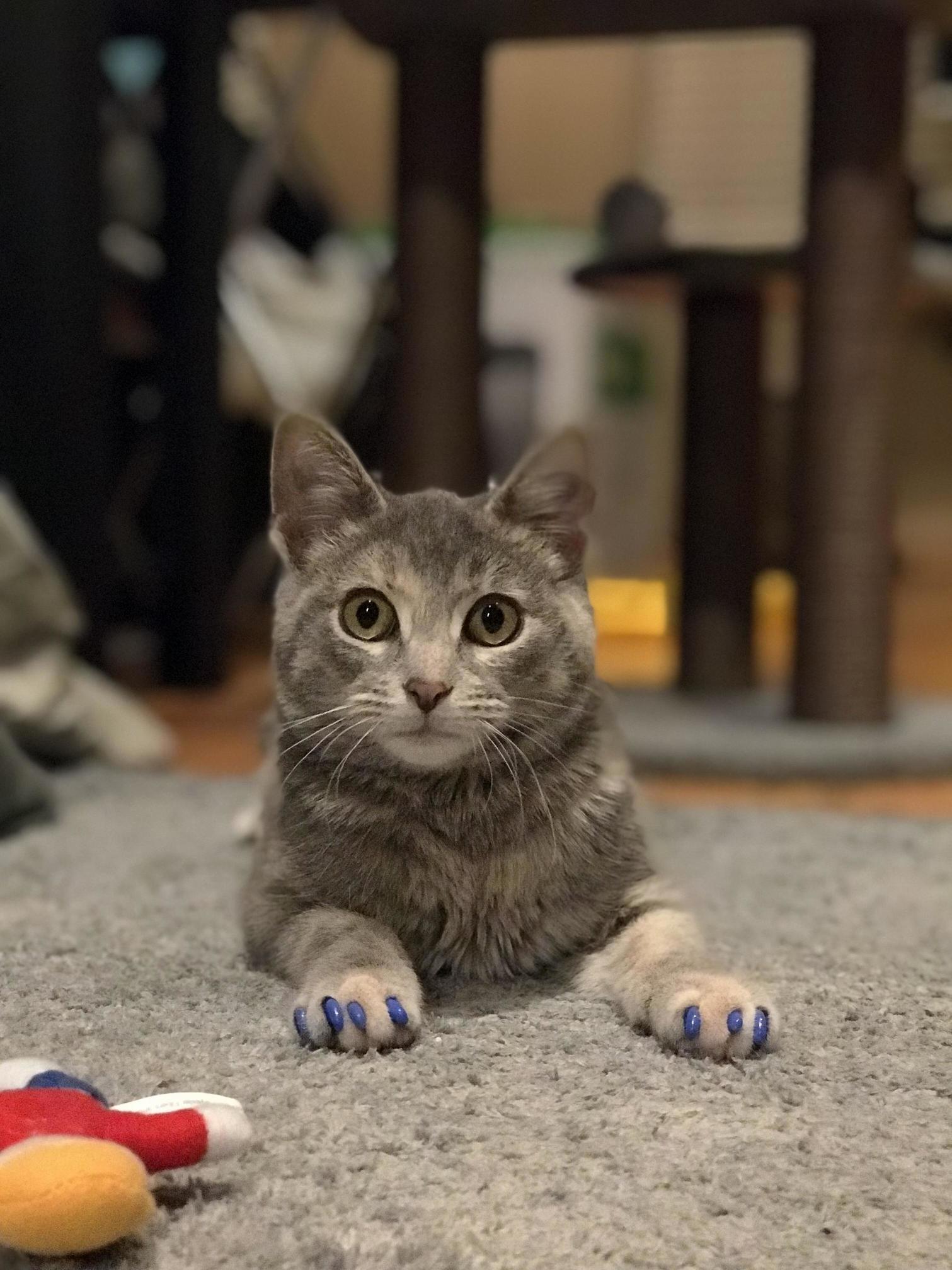 Zhaan Winchester Schmeckles, First of Her Name. a Fitting Sci-fi Name for a Sci-fi Kitty.
