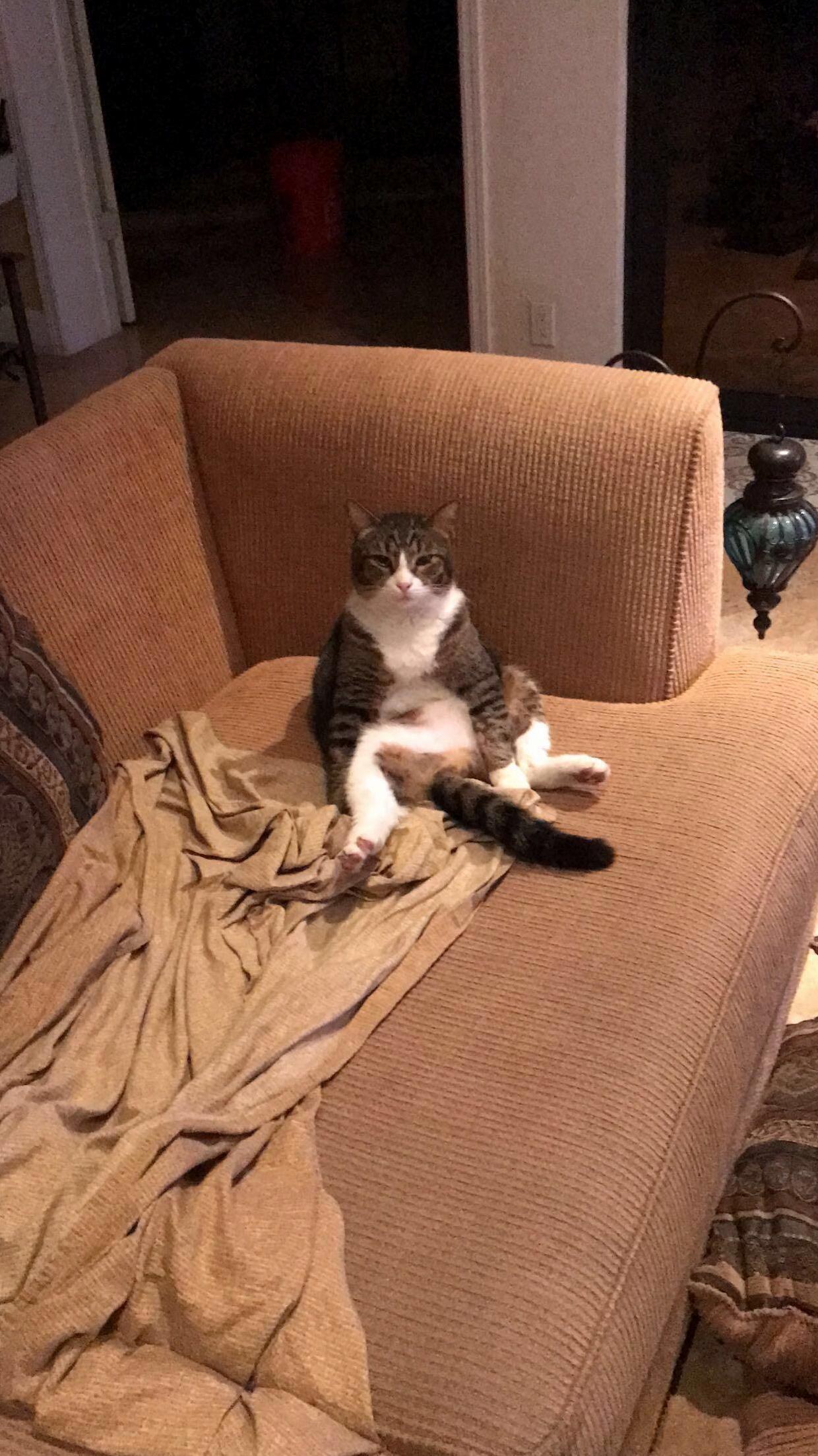 Wheres My Meow Mix Human