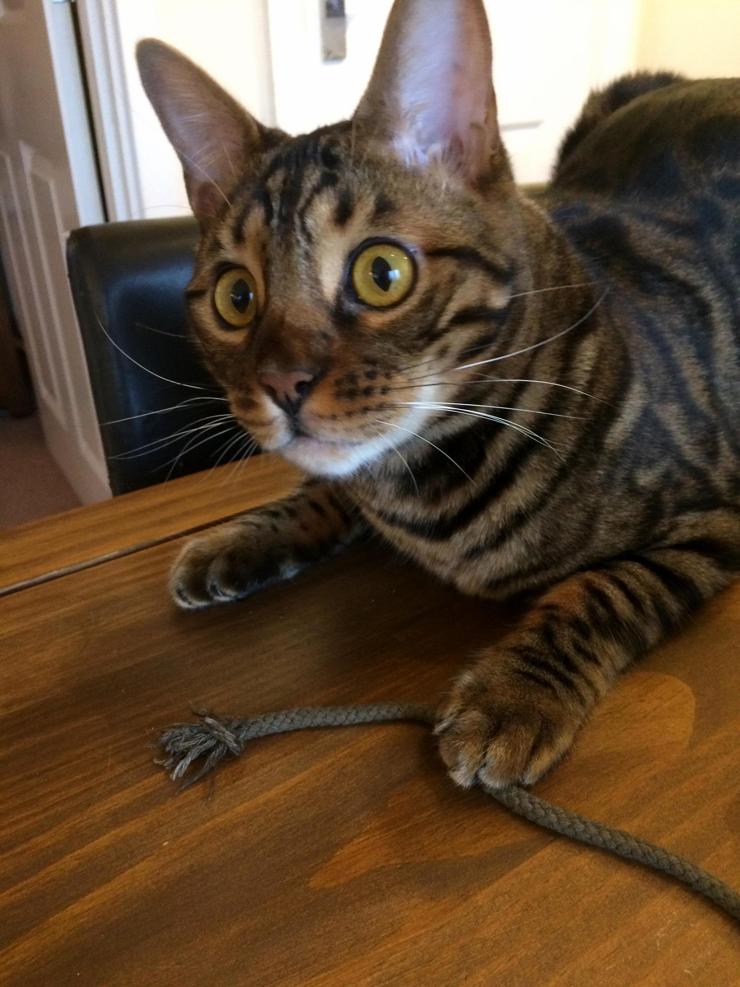 13lbs of Awesome! Loki Is Almost 1 Year Old.