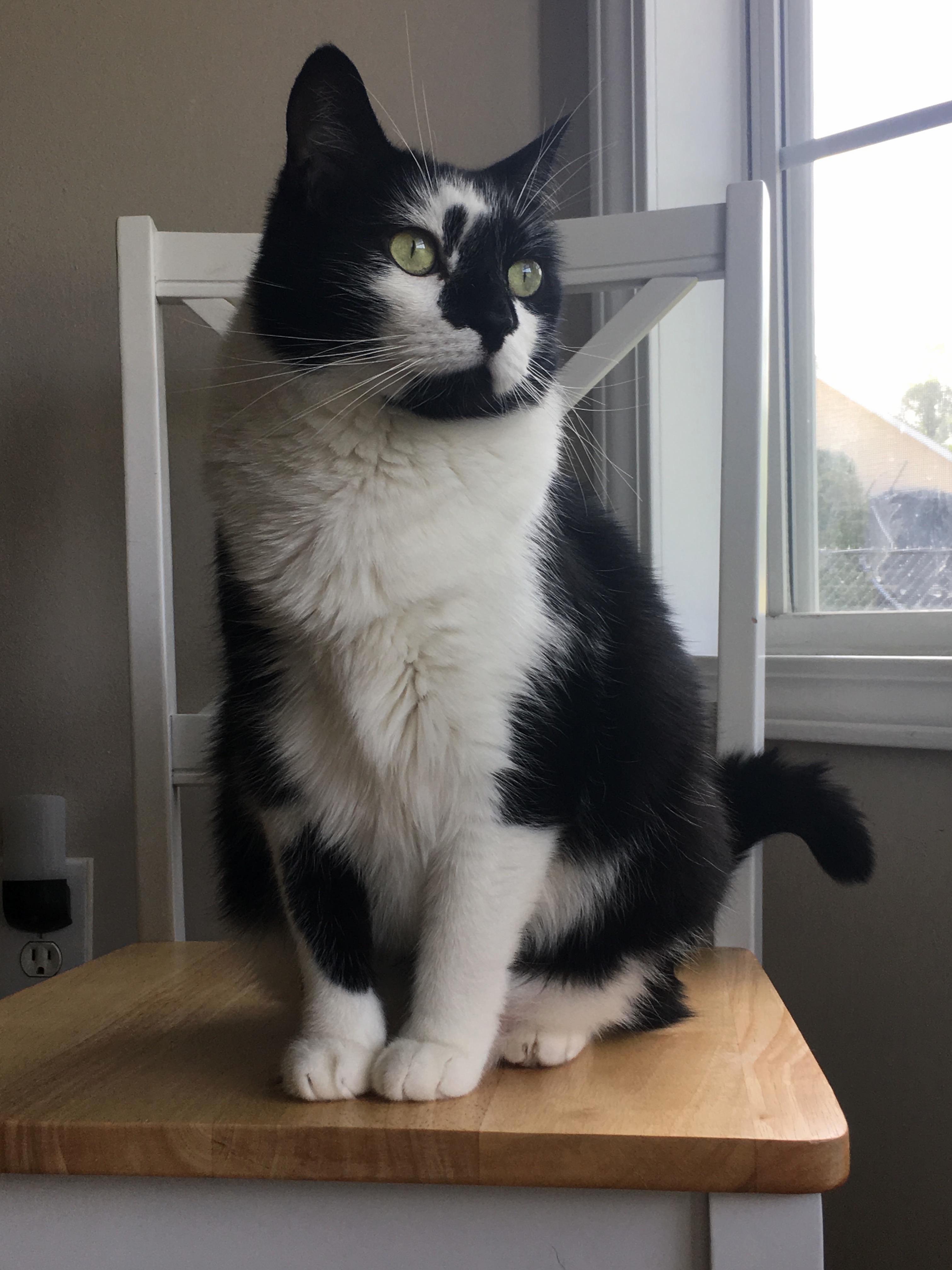 3 Weeks Ago I Had to Say Goodbye to My Best Friend. I Miss You Daily.