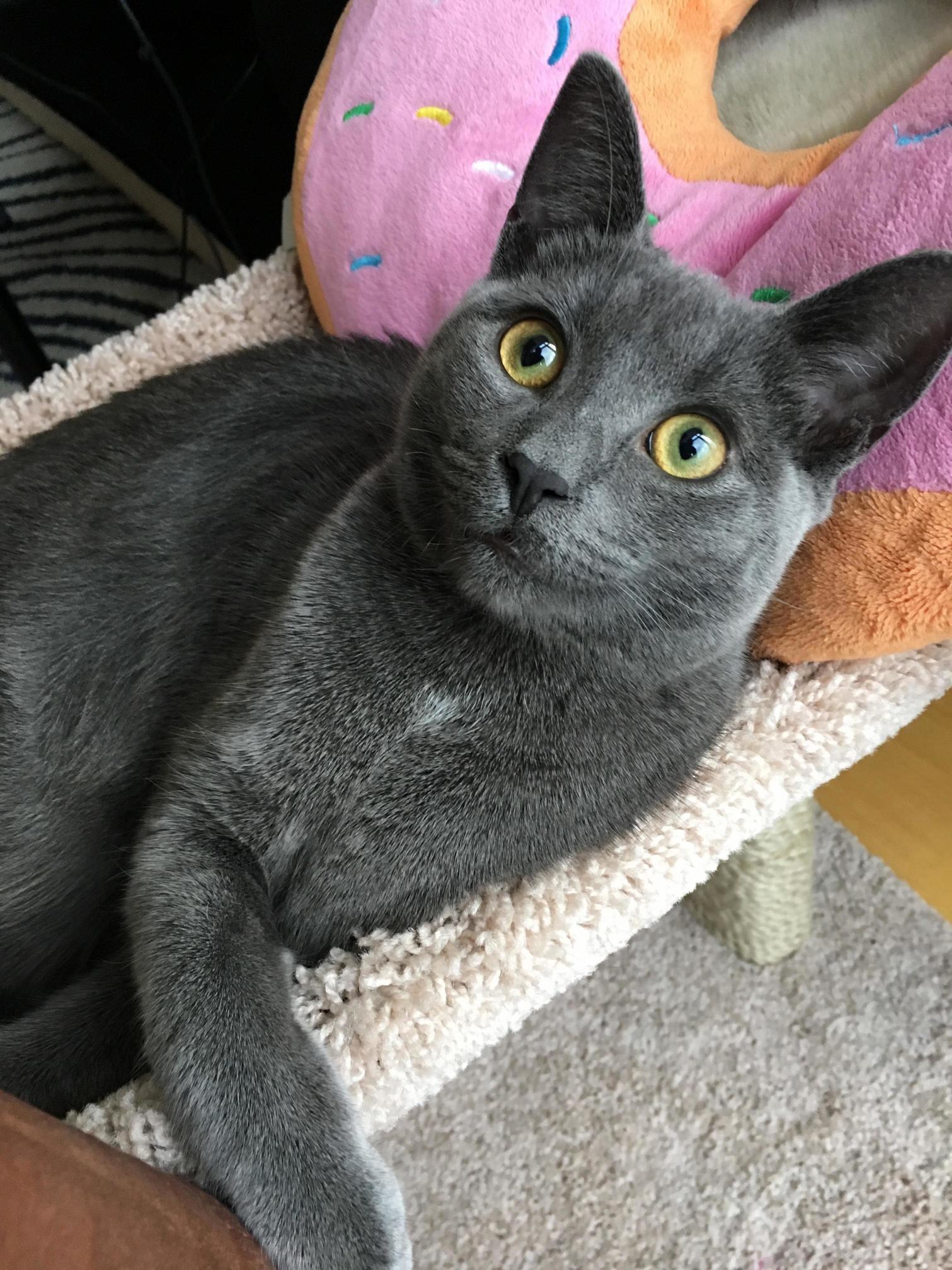 6 Months Ago I Didnt Even Like Cats, Now I Think I Take Too Many Pictures of Him