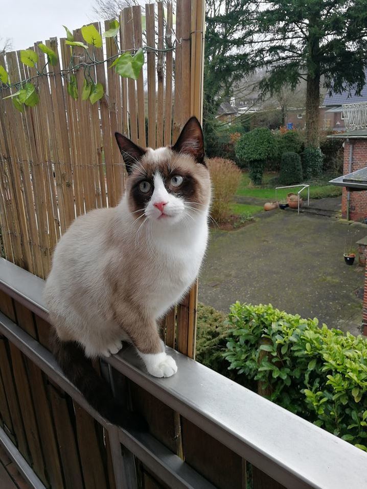 6 Months Old Sammy Out on the Balcony