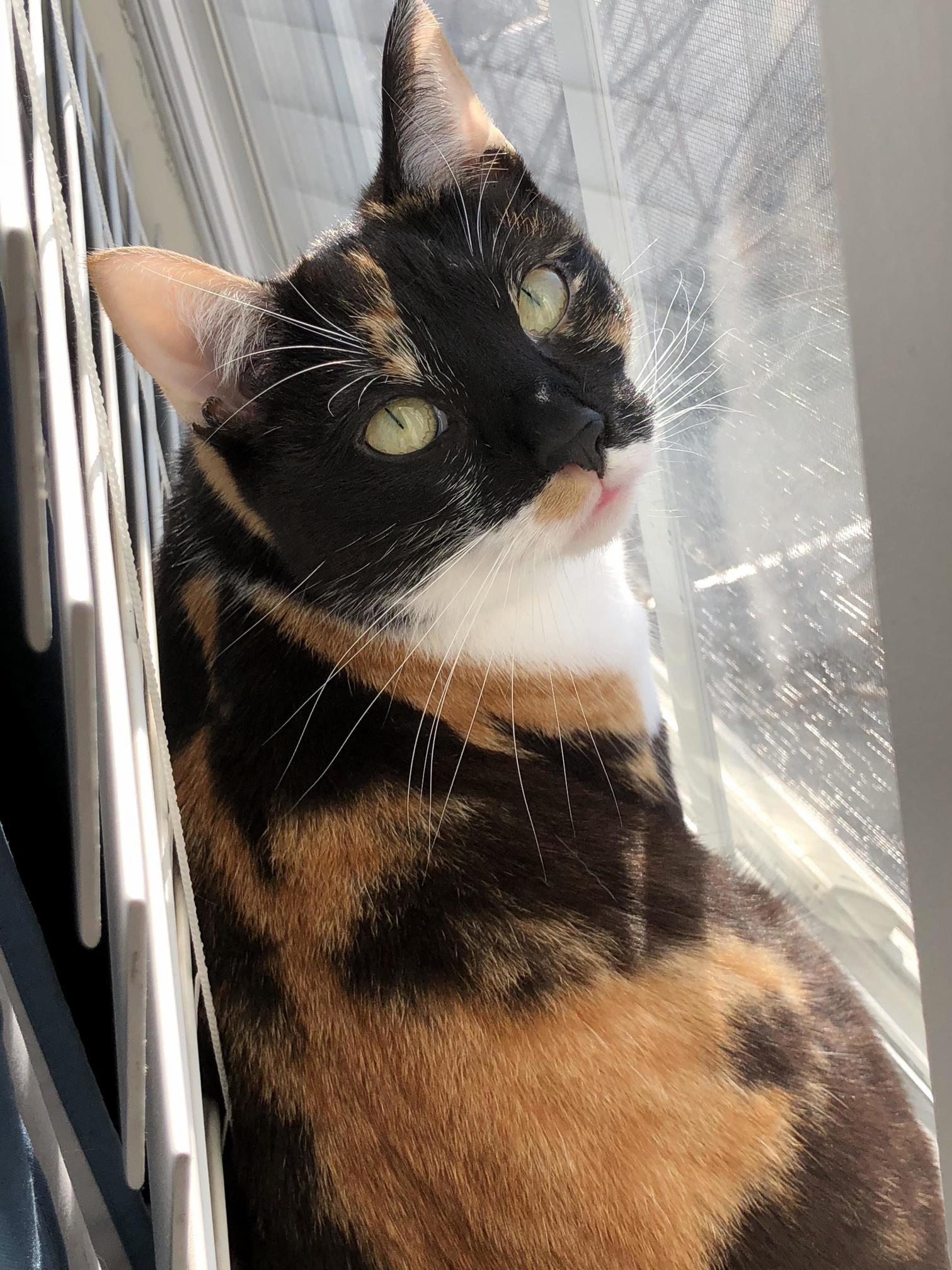 Adopted This Shy Girl from a Shelter 4 Years Ago. Now Luna Rules Our House with an Iron Claw.