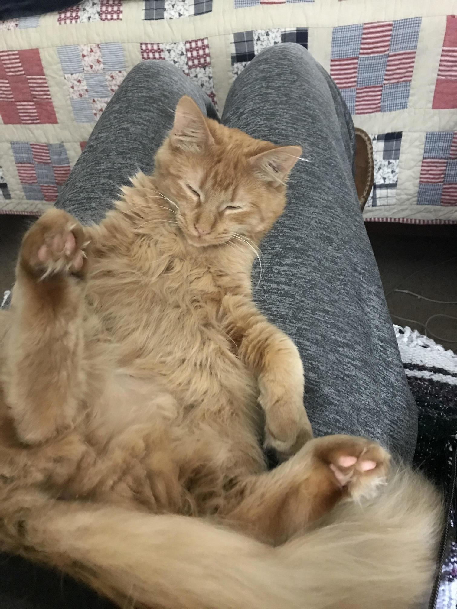 Adopted Trey Two Weeks Ago. 7 Mo Tabby. Hes Comfortable Here.