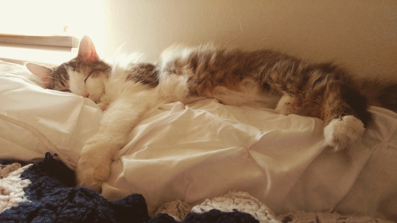Afternoon Nap Buddy