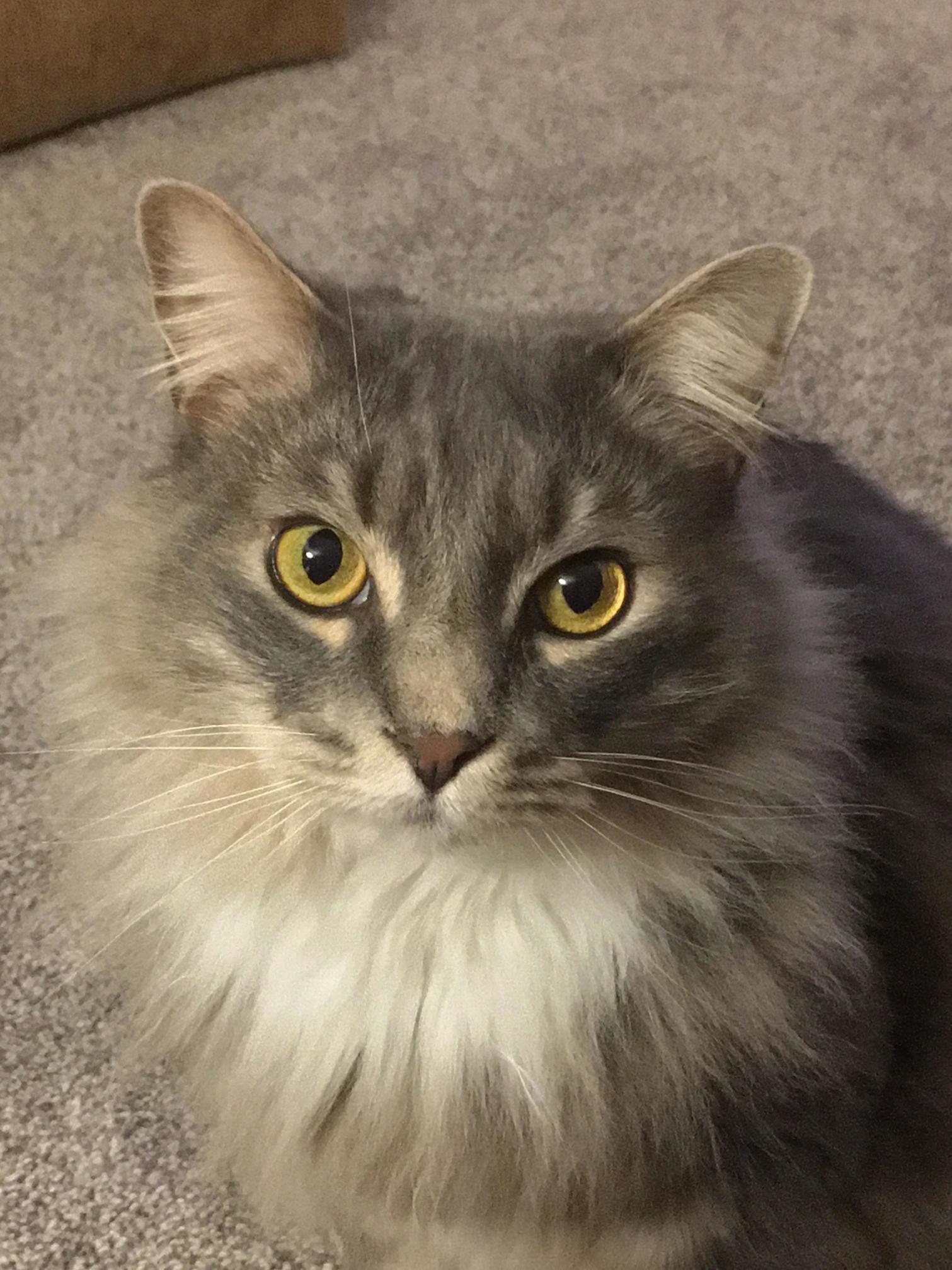 Amber Eyes