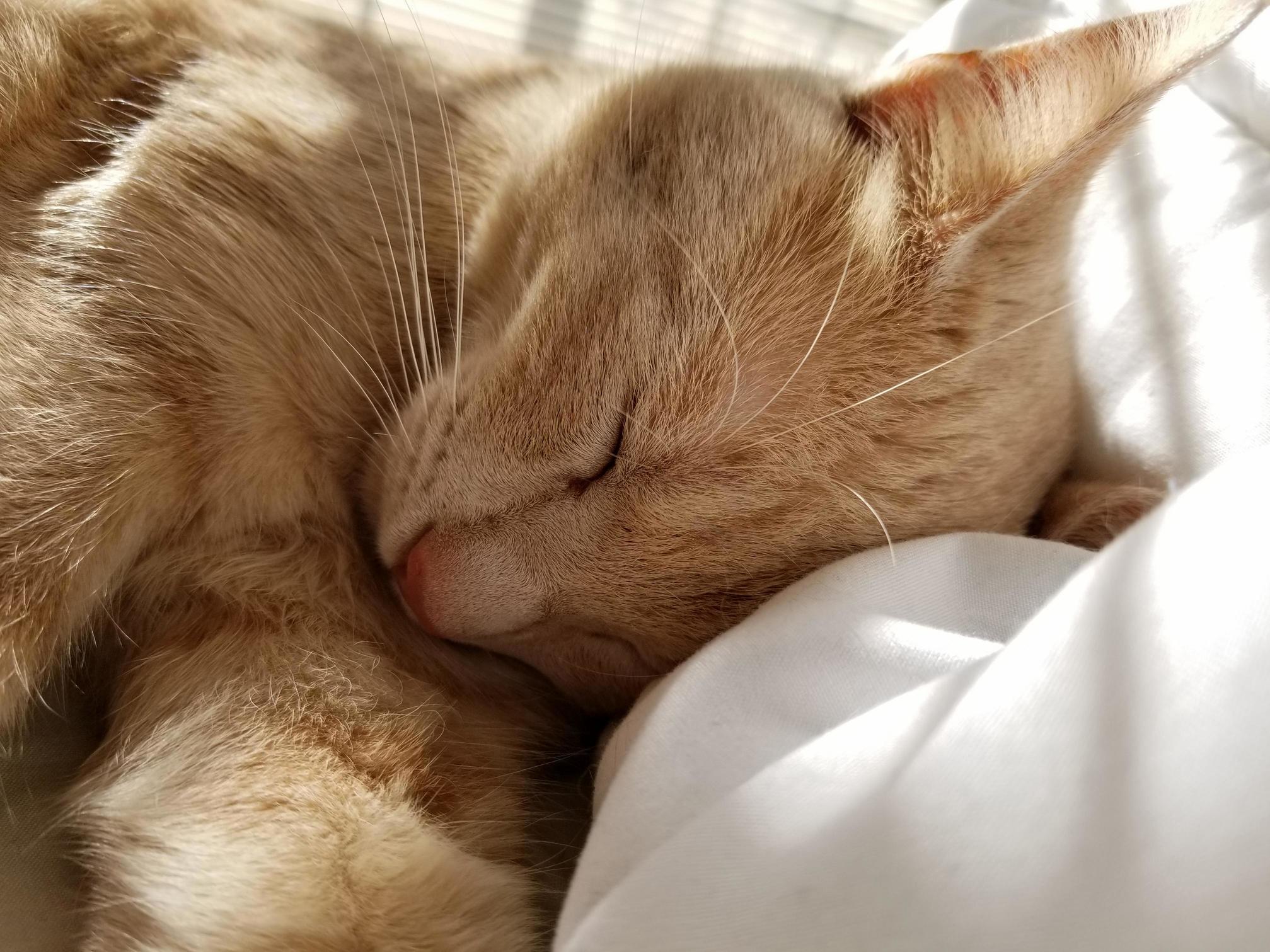 An Actual Angel