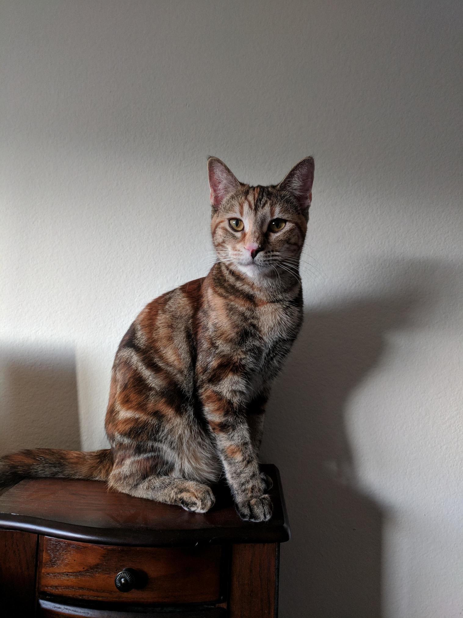 And I Do My Little Turn on the Catwalk
