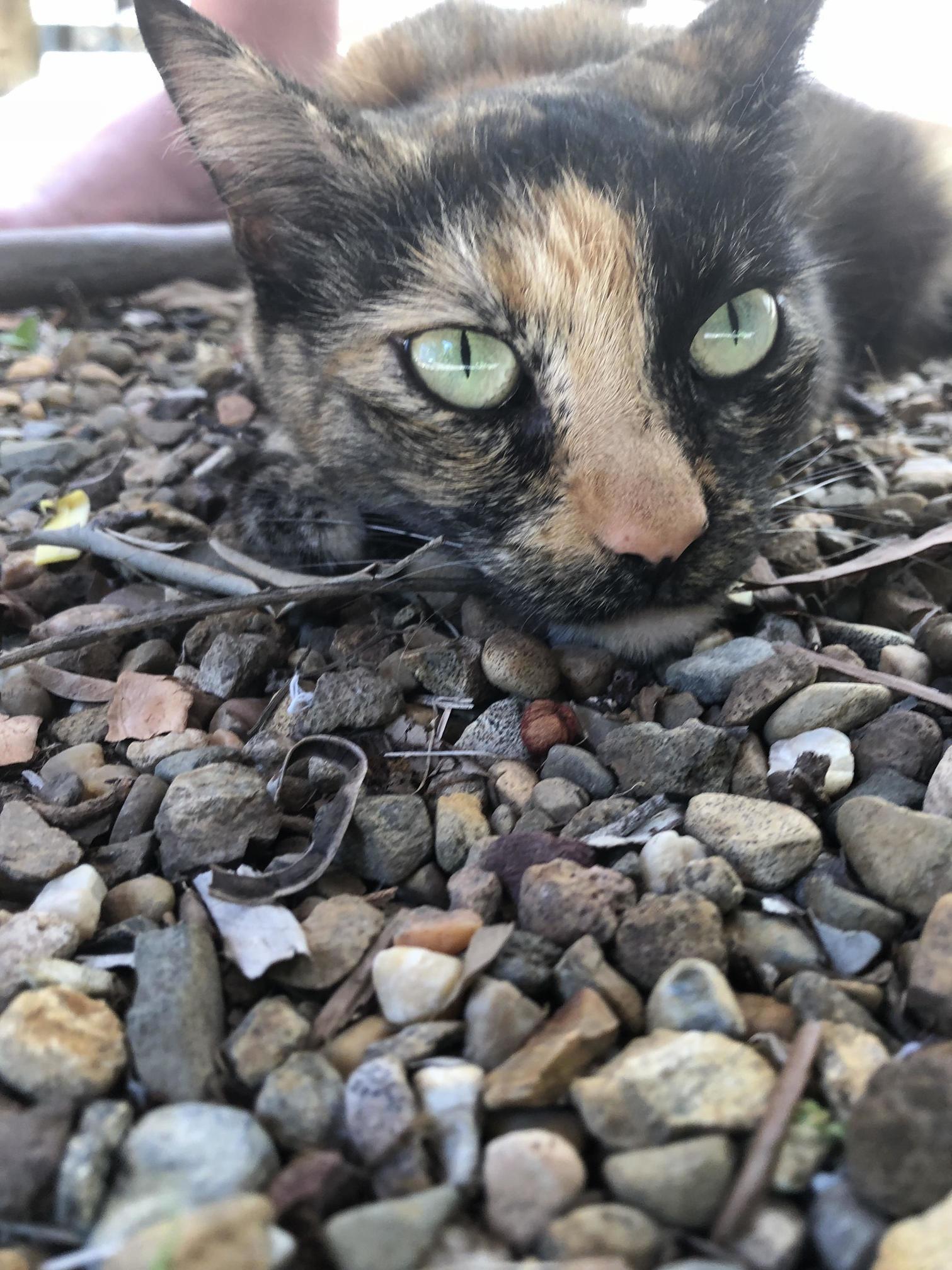 Anyone Know What Breed of Cat This Is