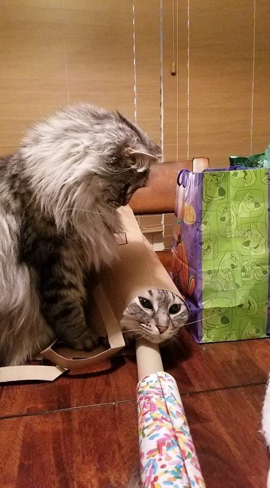 Ava Has Trapped Her Sister