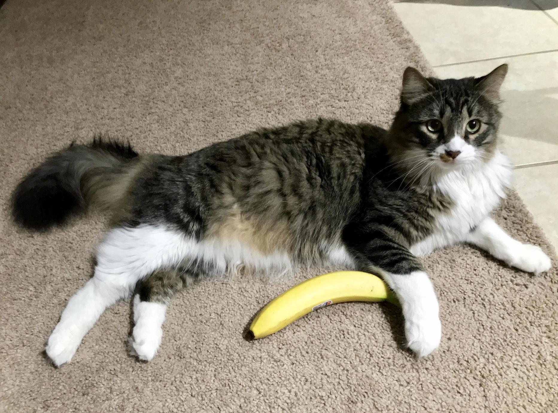 Banana for Scale (1)