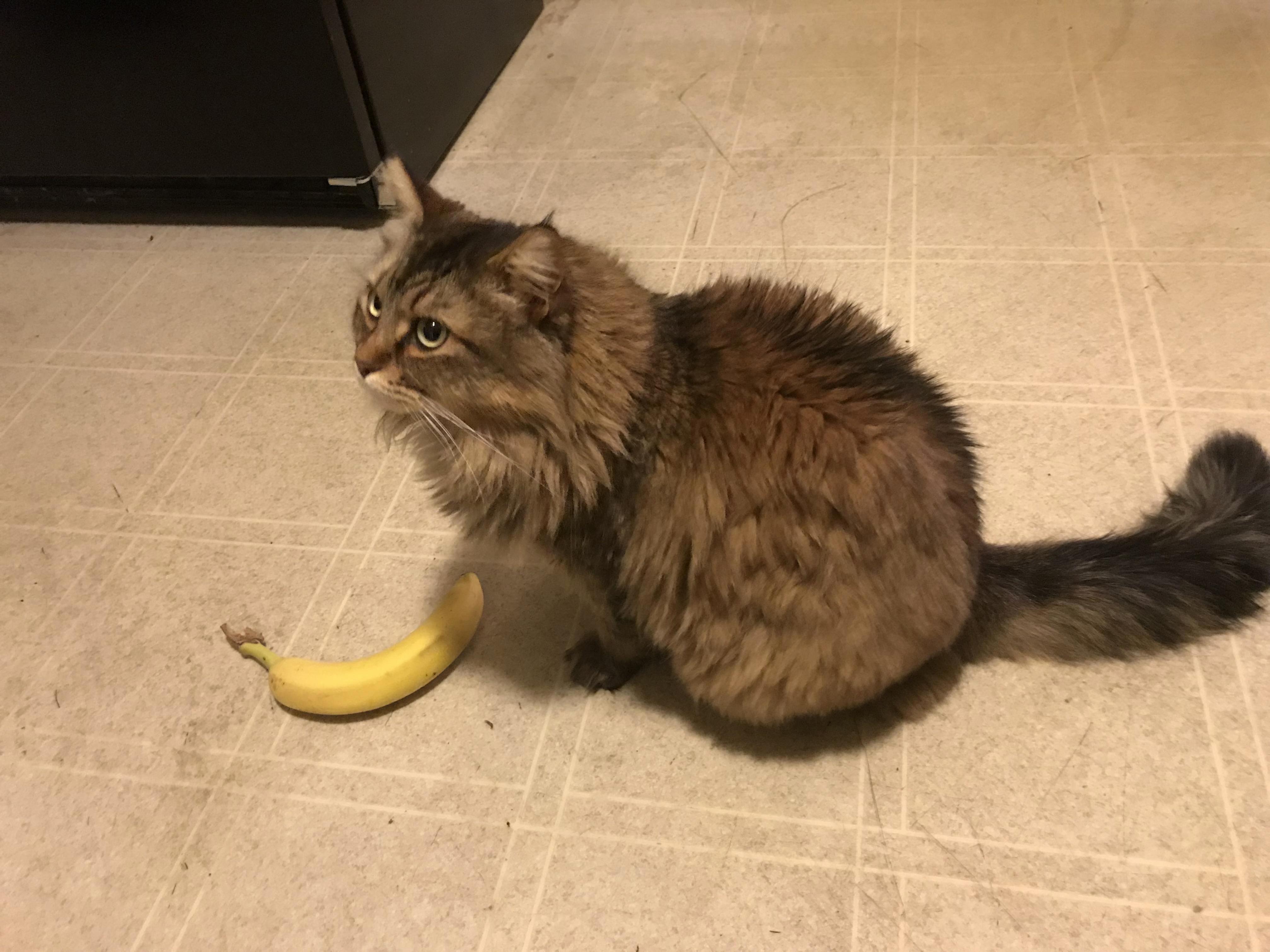 Banana for Scale