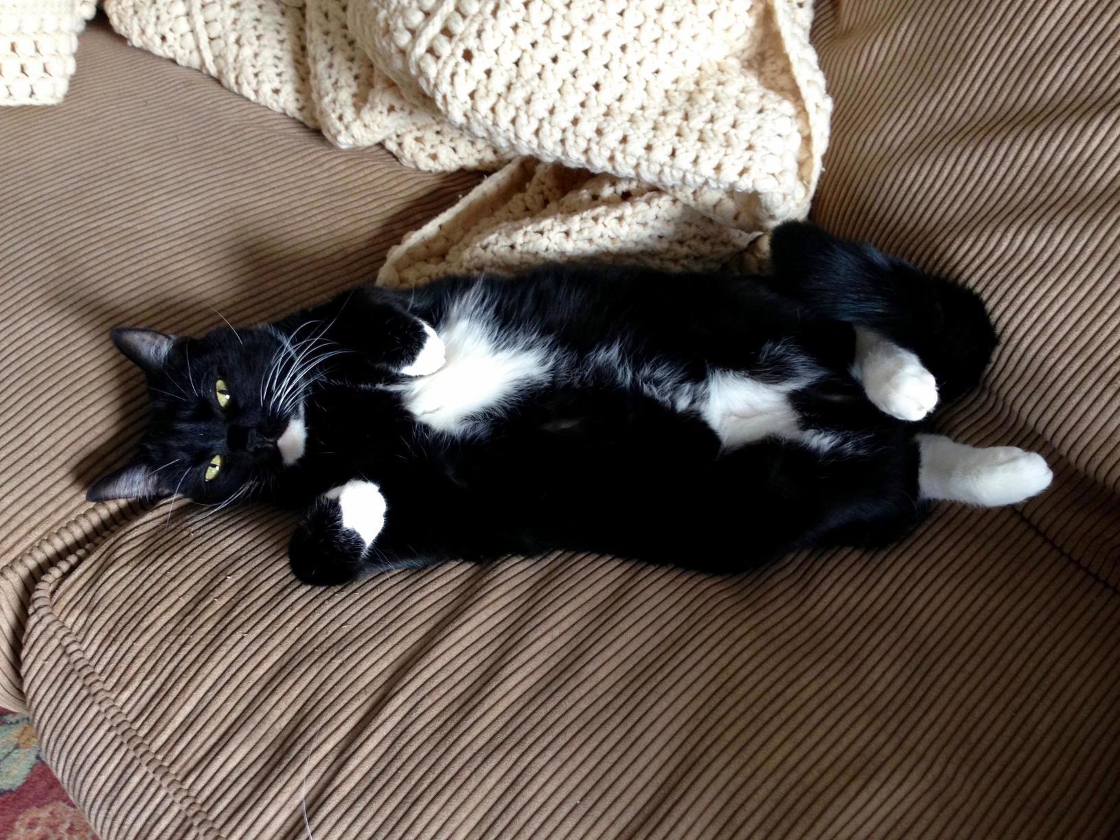 Bella, a True Lunatic, Is Starting to Feel at Home.