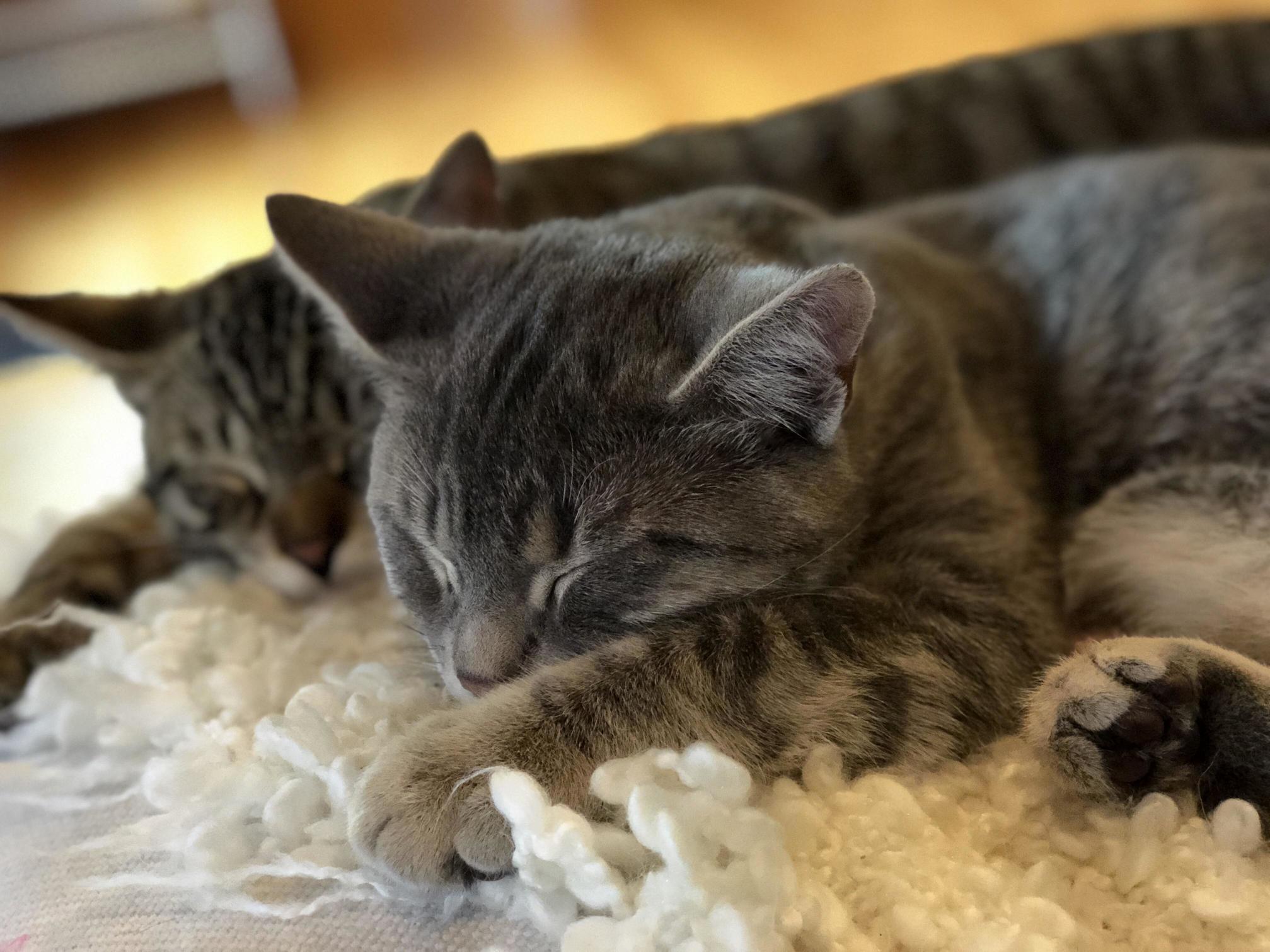 Best Friends Alert!! We Are So Glad We Decided to Get Two.