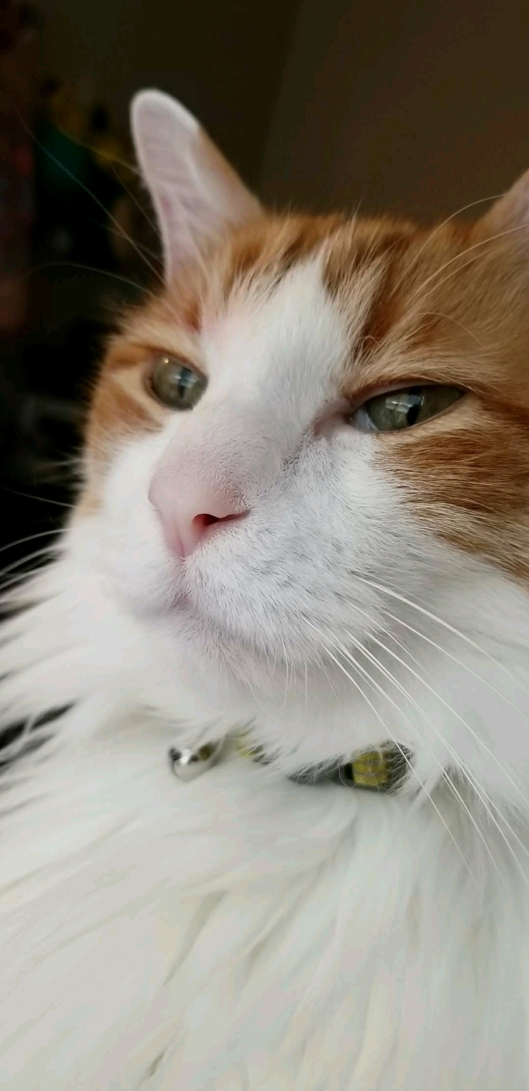 Best Pic Ive Ever Taken of My Cat