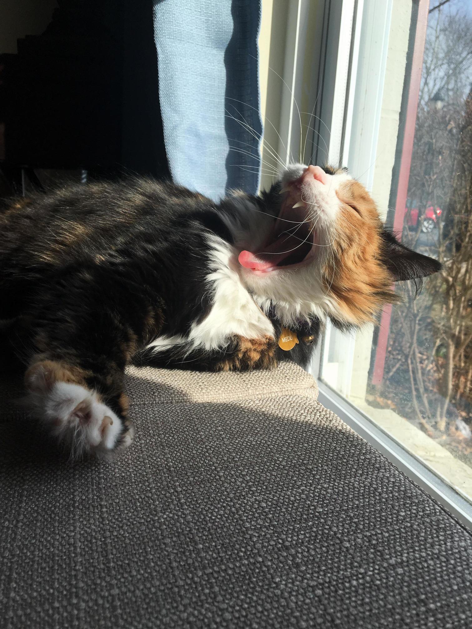 Big Ol Yawn