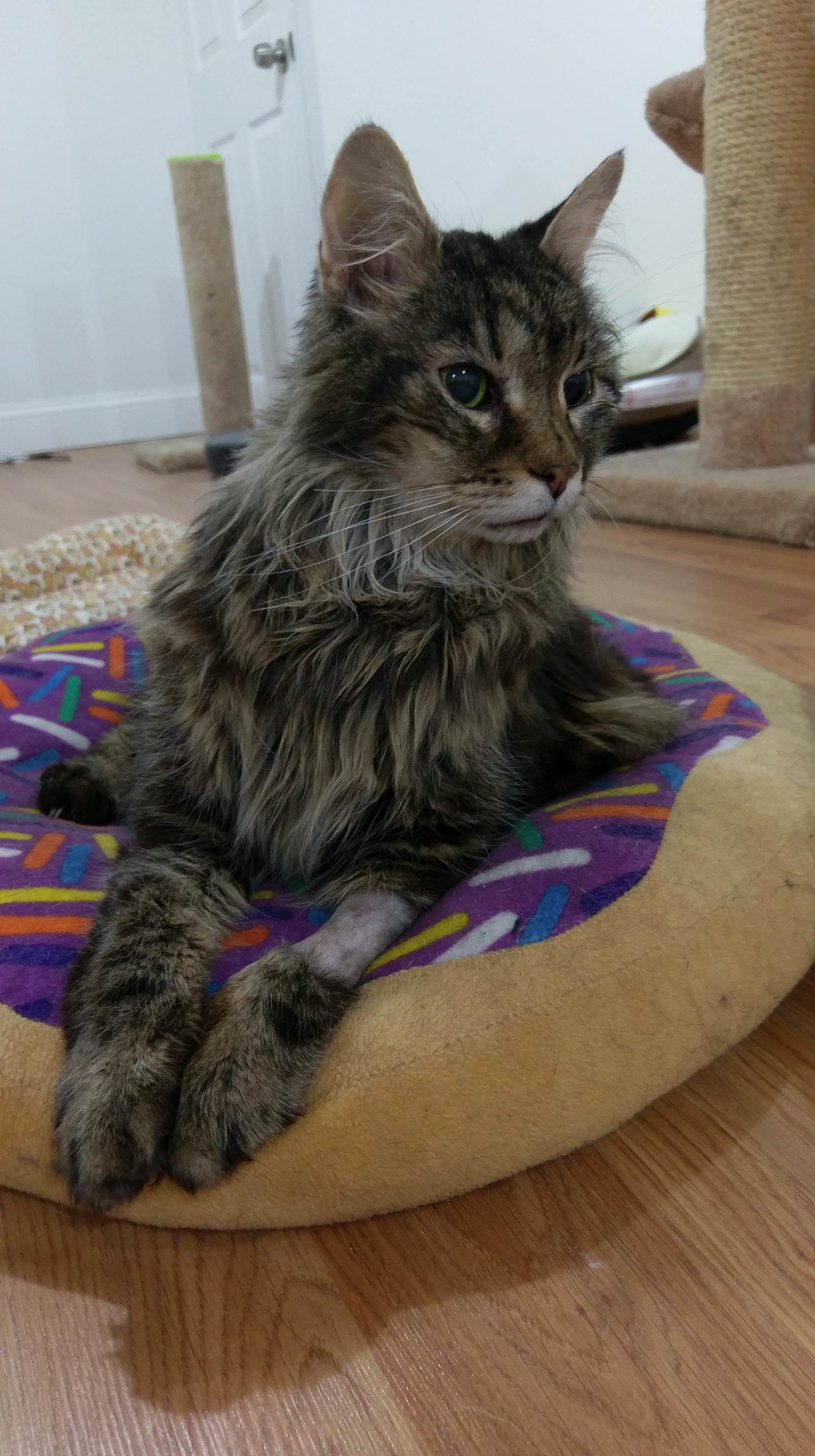 Bonito Had the Last of His Teeth Removed Today and Is Feeling a Bit Woozy. Send Love and Squishes, Please!