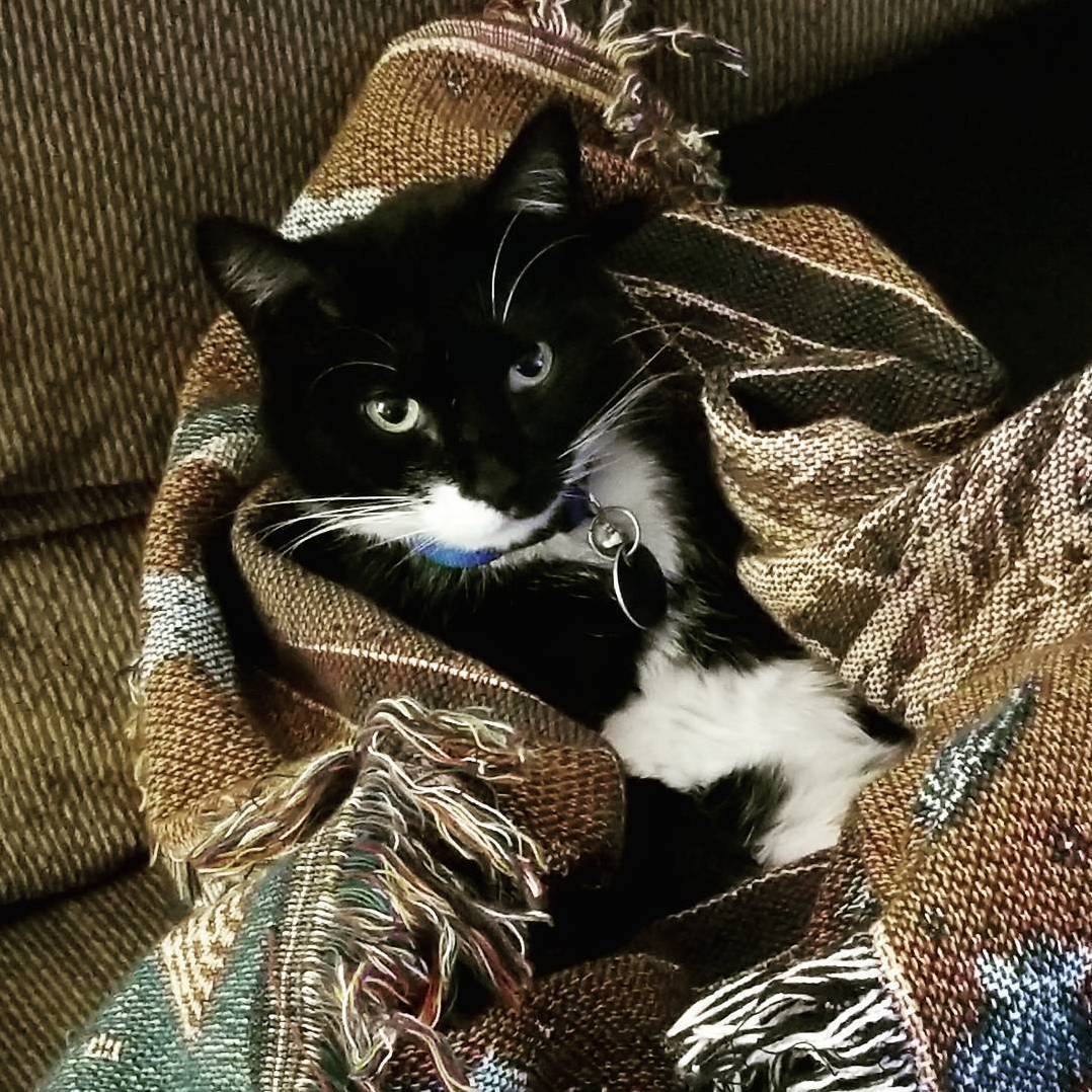 Bosley. Adopted from Feline Hope in Kitty Hawk, Nc.