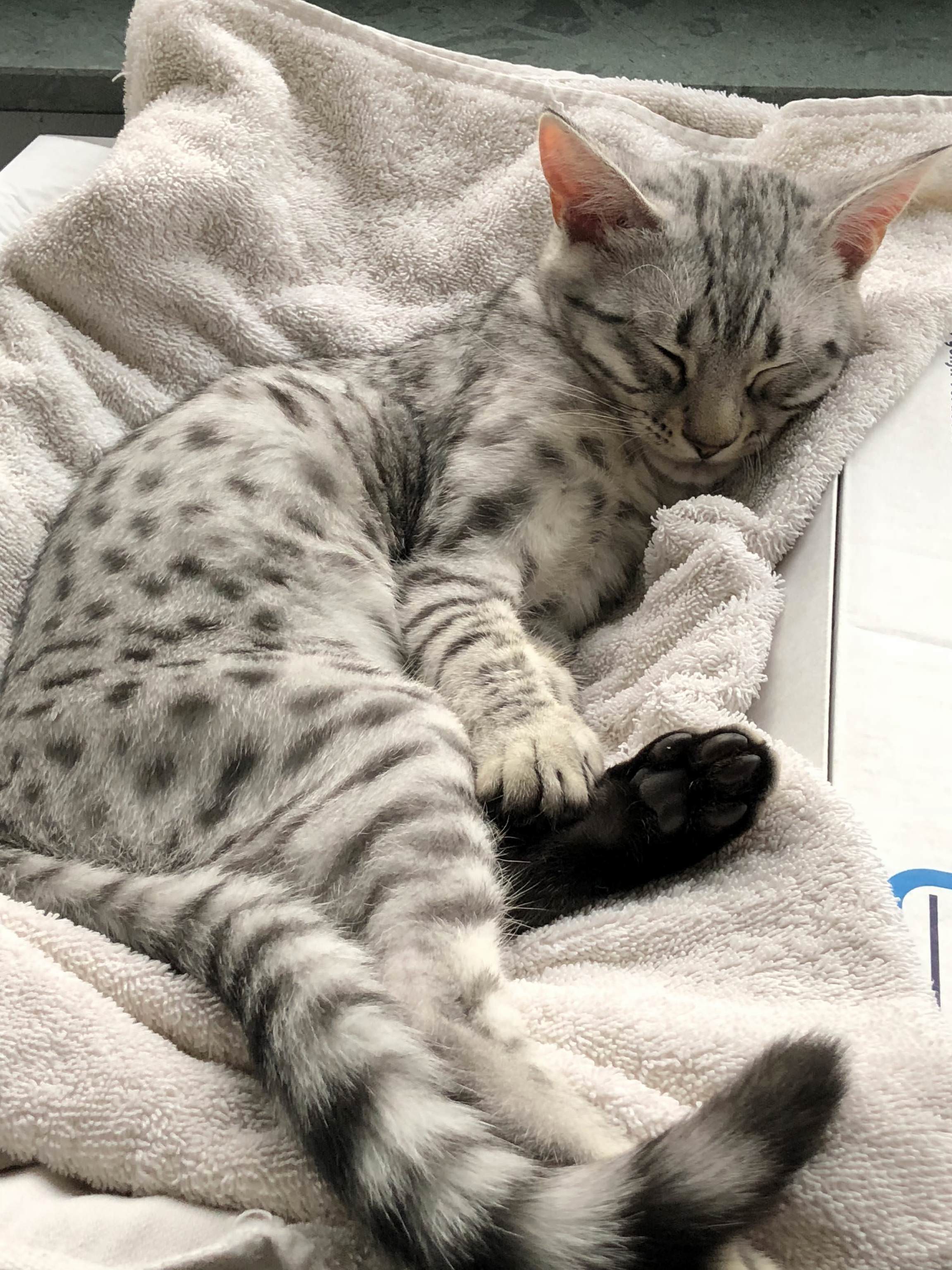 Can Someone Identify This Breed
