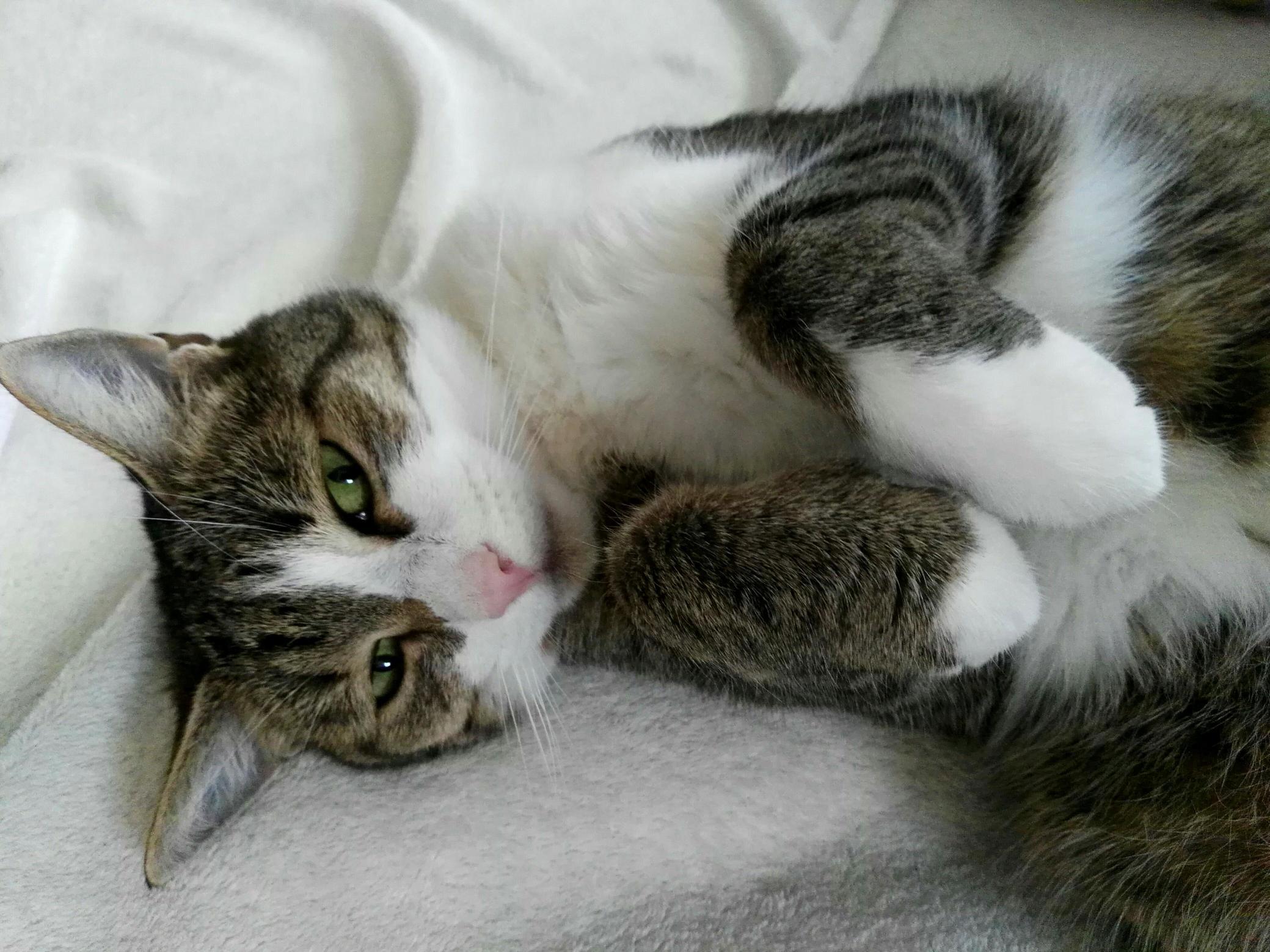 Cat or Bunny Meet Mia )