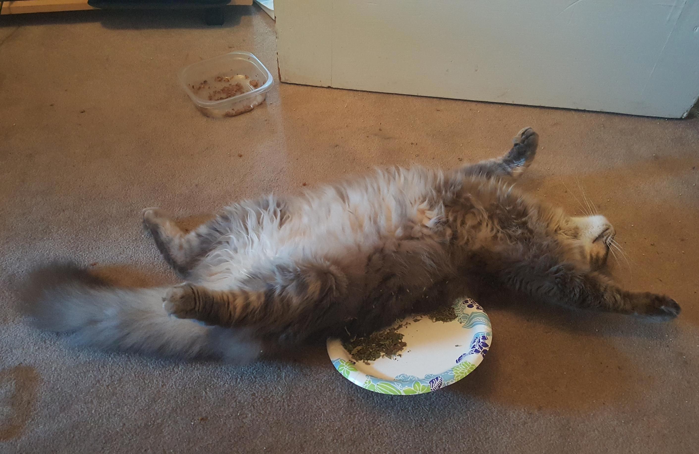 Catnip Hit Him Hard - Happy 5th Birthday Jarren!