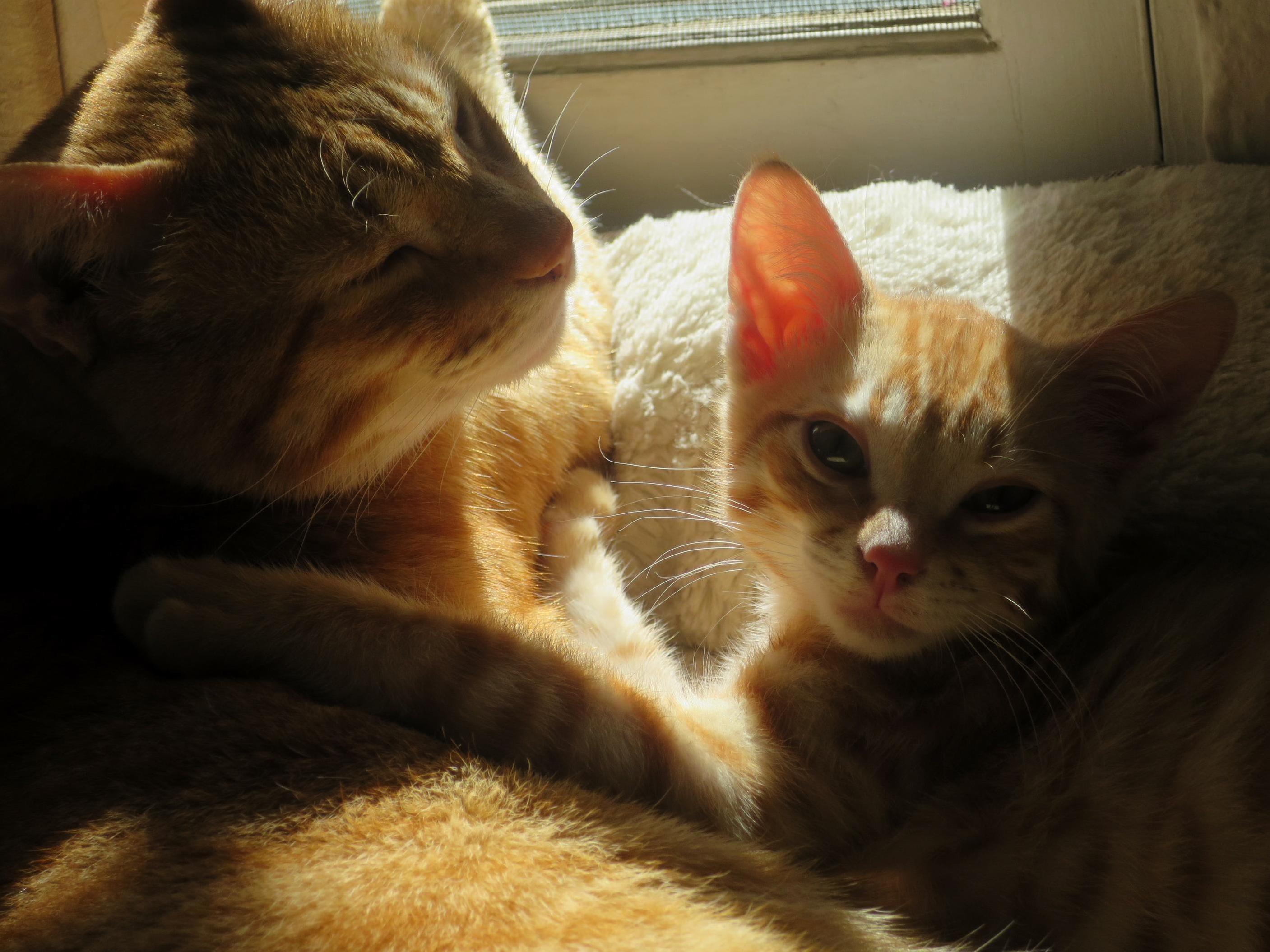 Cats in the Sun