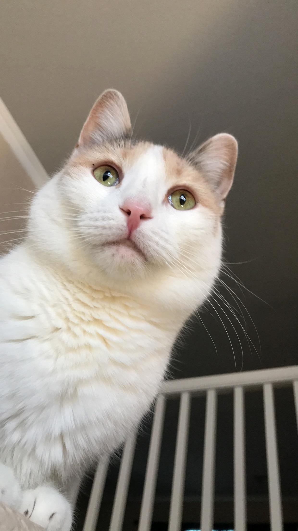 Chubby Cheeks