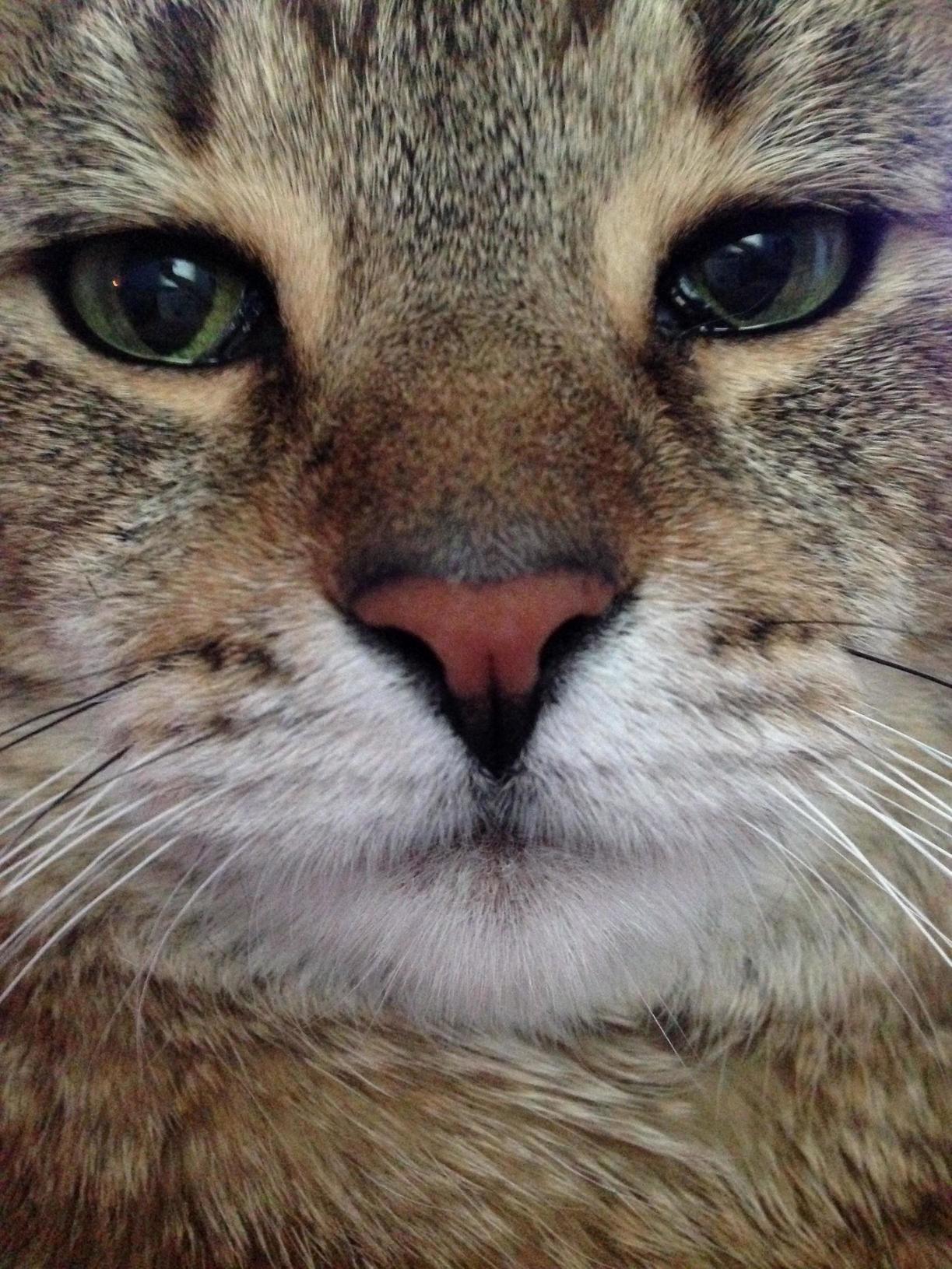 Coco