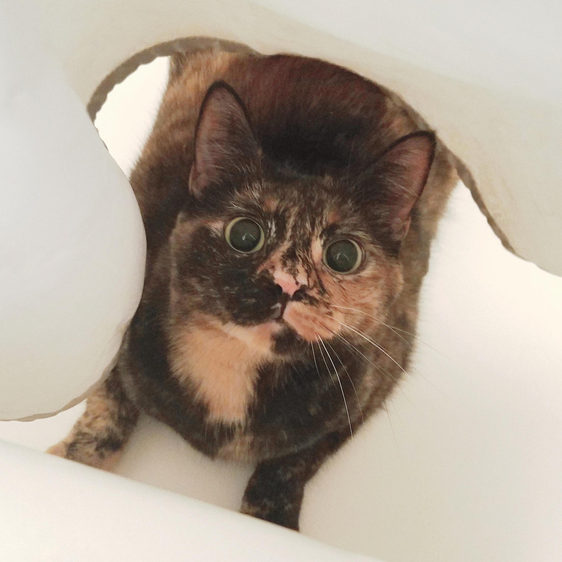 Death from the Bathtub