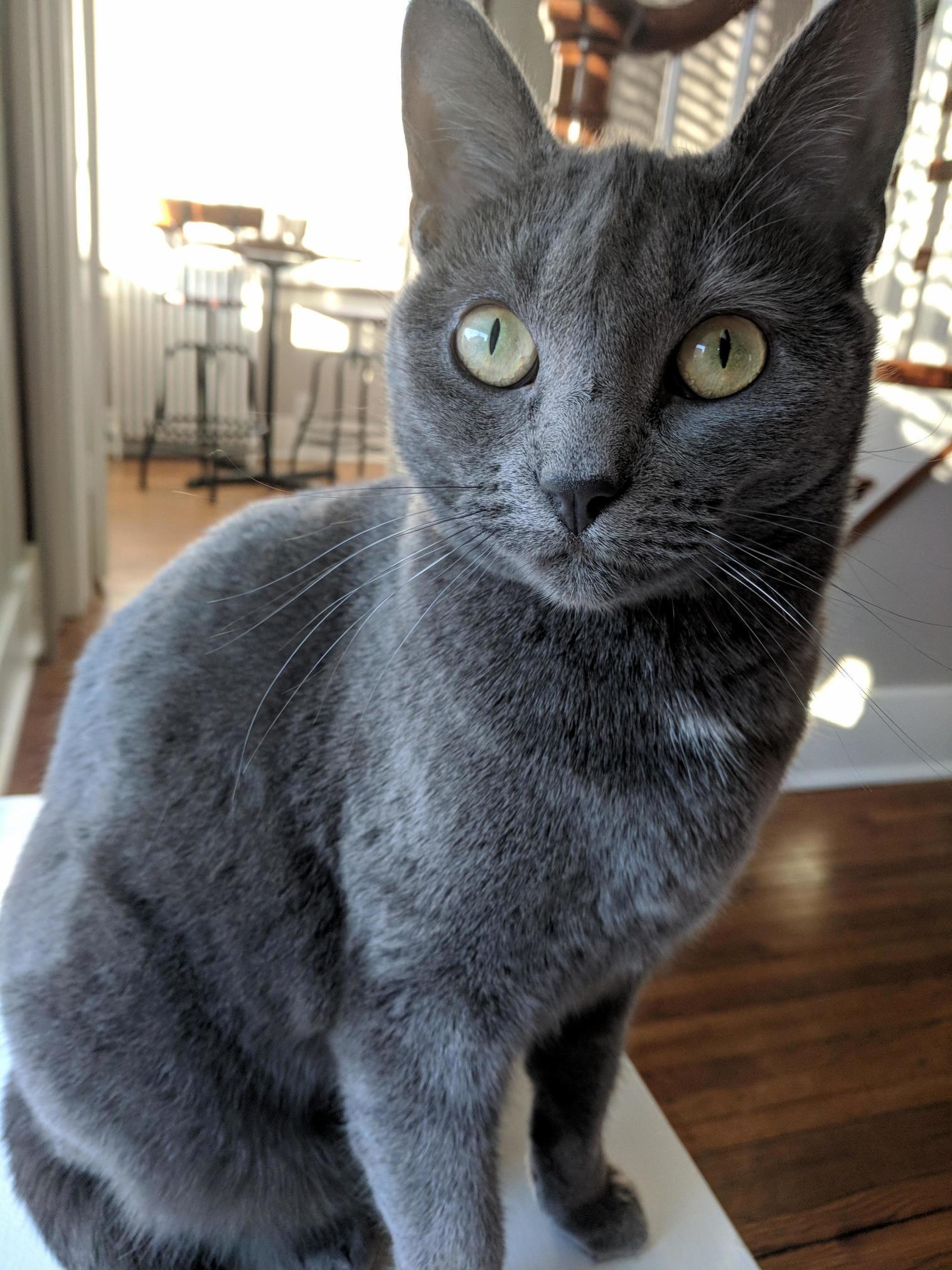 Does Anyone Know Why a Cat Would Have Striped Whiskers