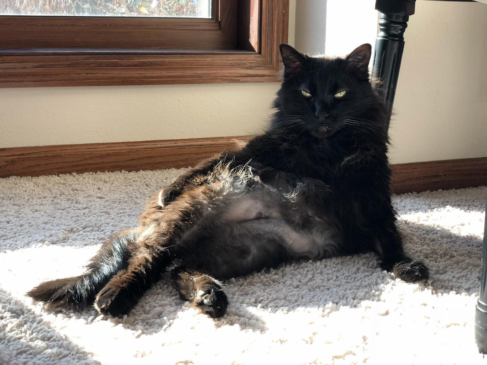 Draw Me Like One of Your French Cats