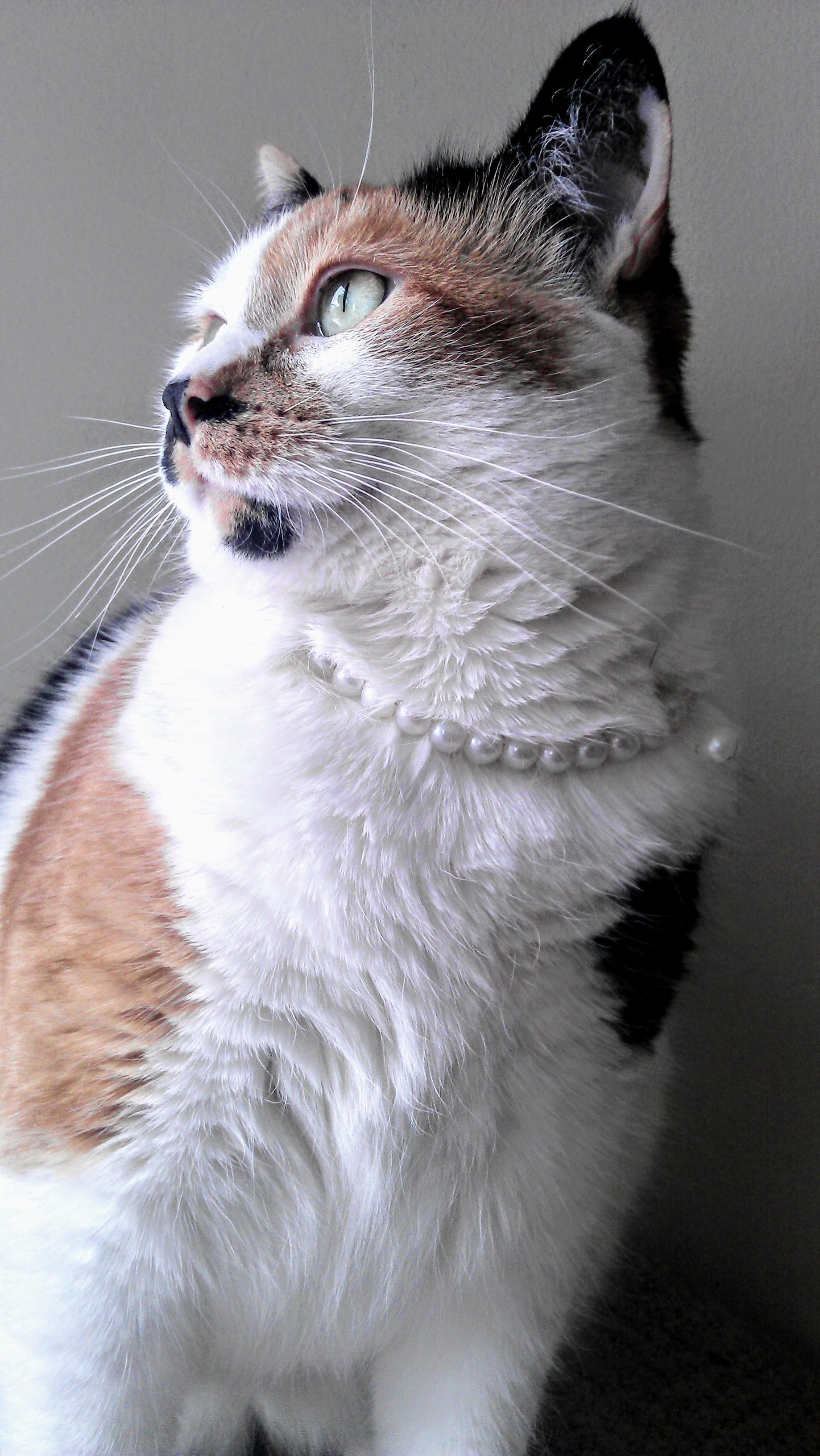 Fancy Cat. Actually Though, I Almost Lost a Hand Getting Those Pearls on Her.