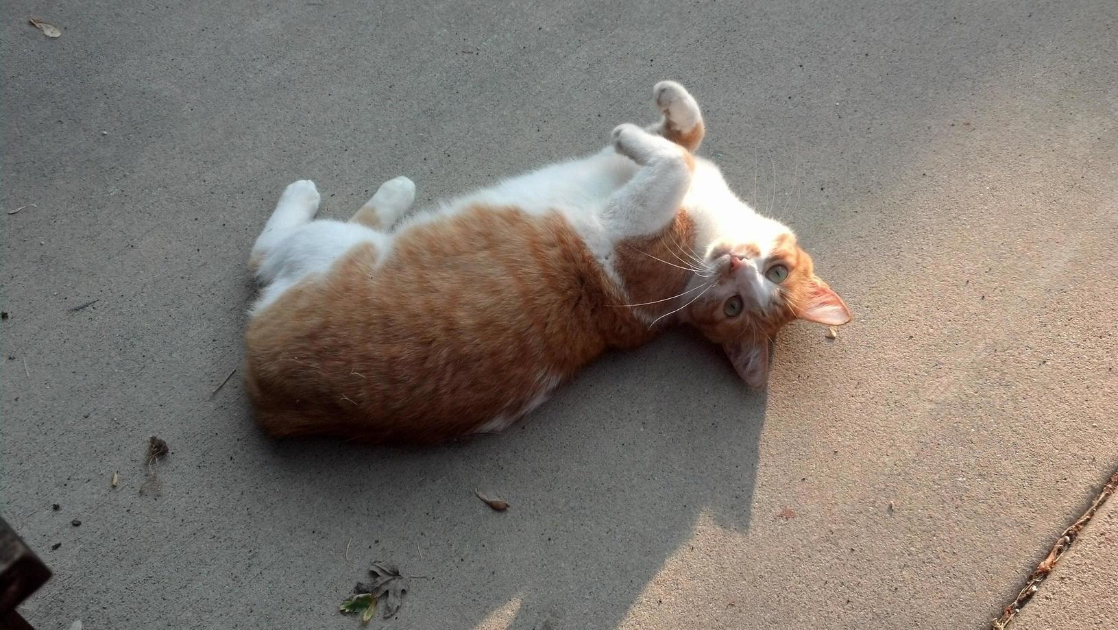 Farewell Yogi, My Neighbor Buddy. I Will Miss Giving Treats and Pats to a Very Good Cat.