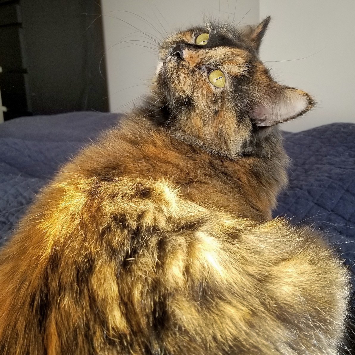 Finally Found a Sunny Spot to Nap on