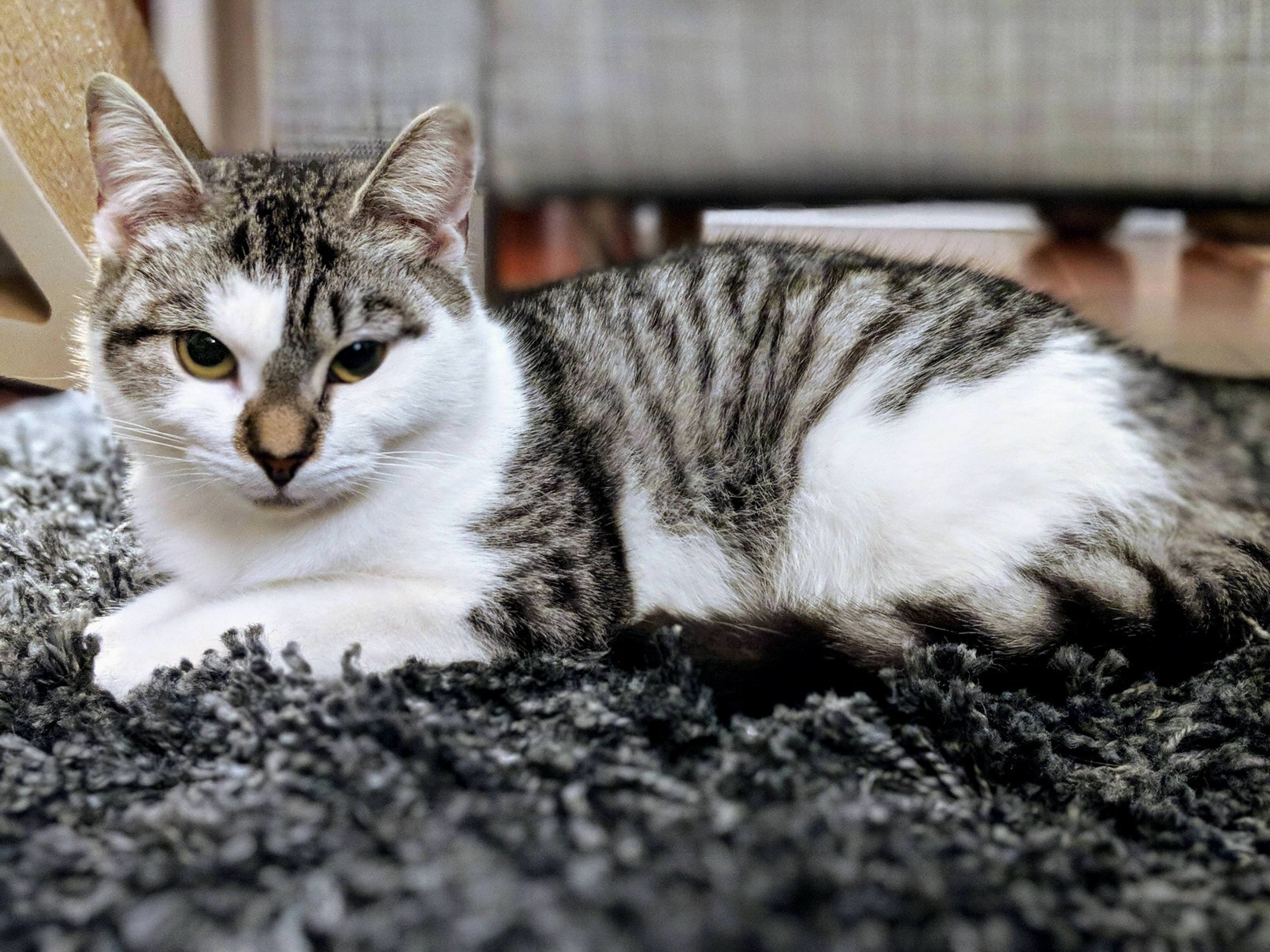 First Proper Photo...my New Cat Kalya