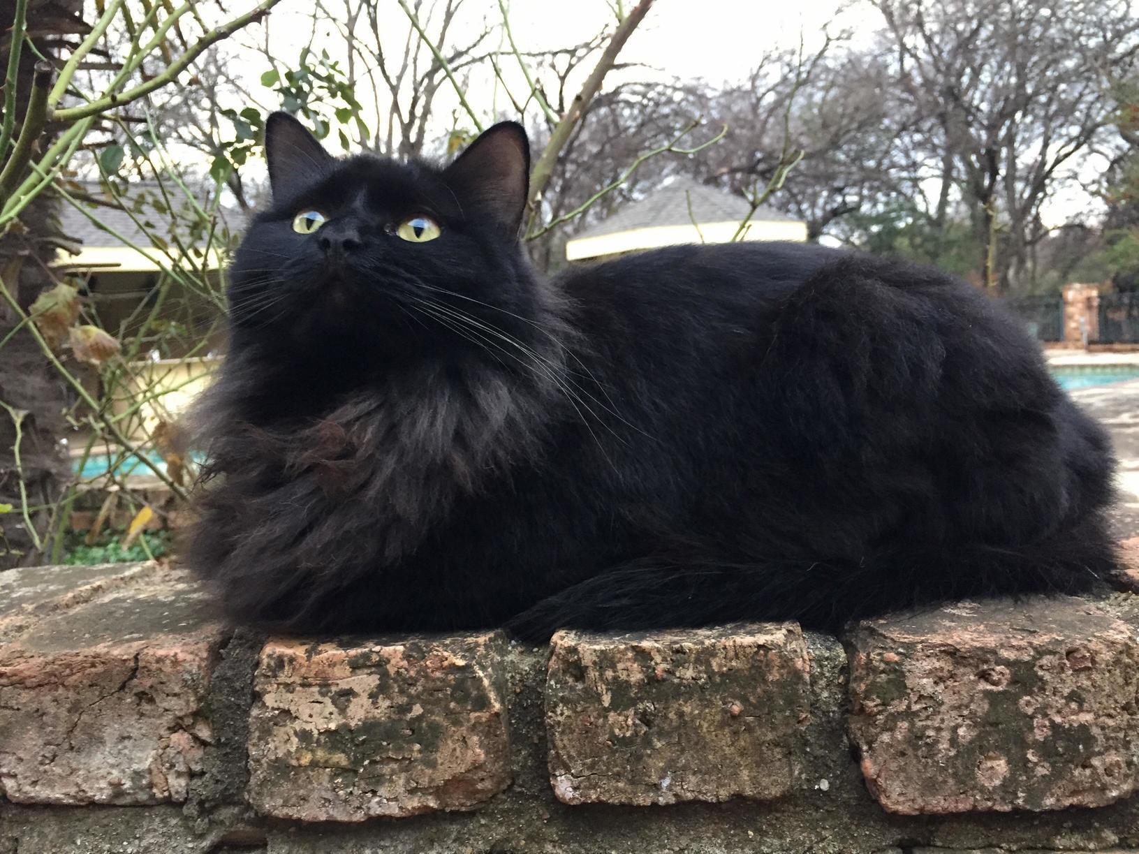 Fluff Ball