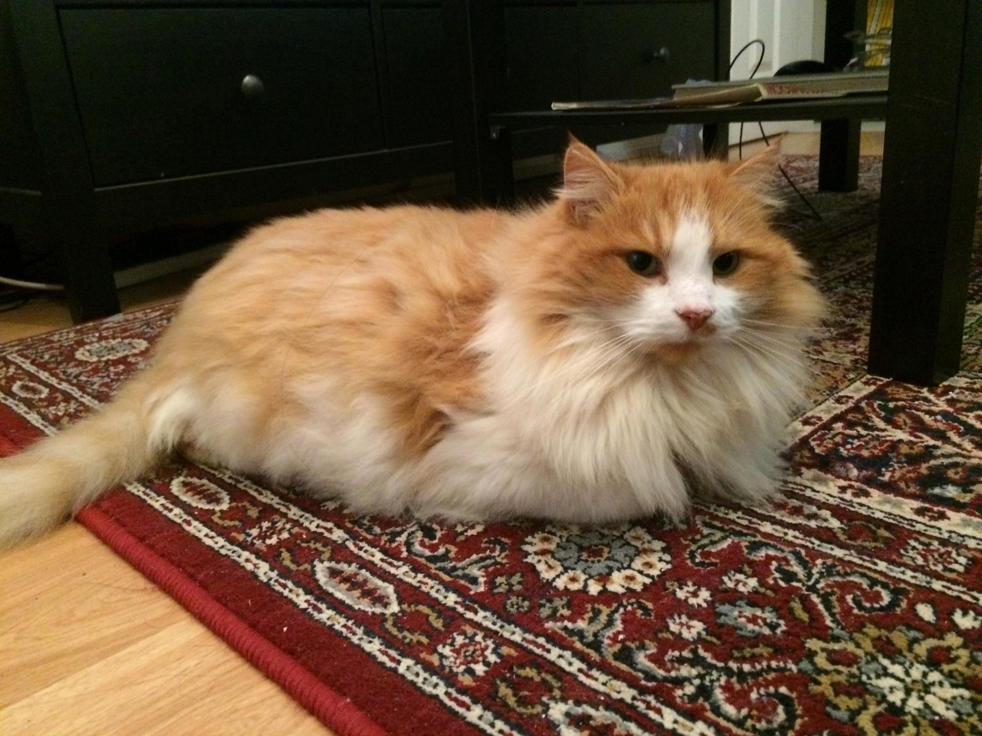 Fluffiest Cat Ive Ever Seen. Any Idea What Breed (If So)