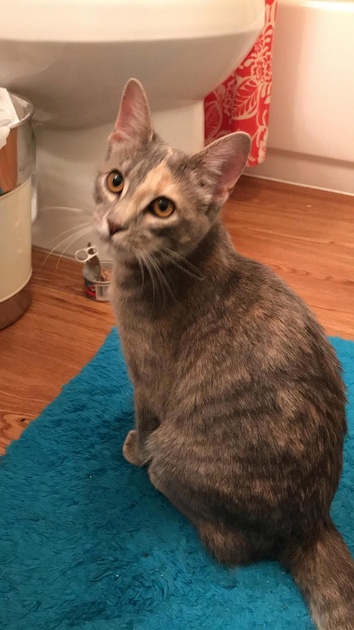Found This Sweet One Outside My Apartment - Walked Right Up to Me!