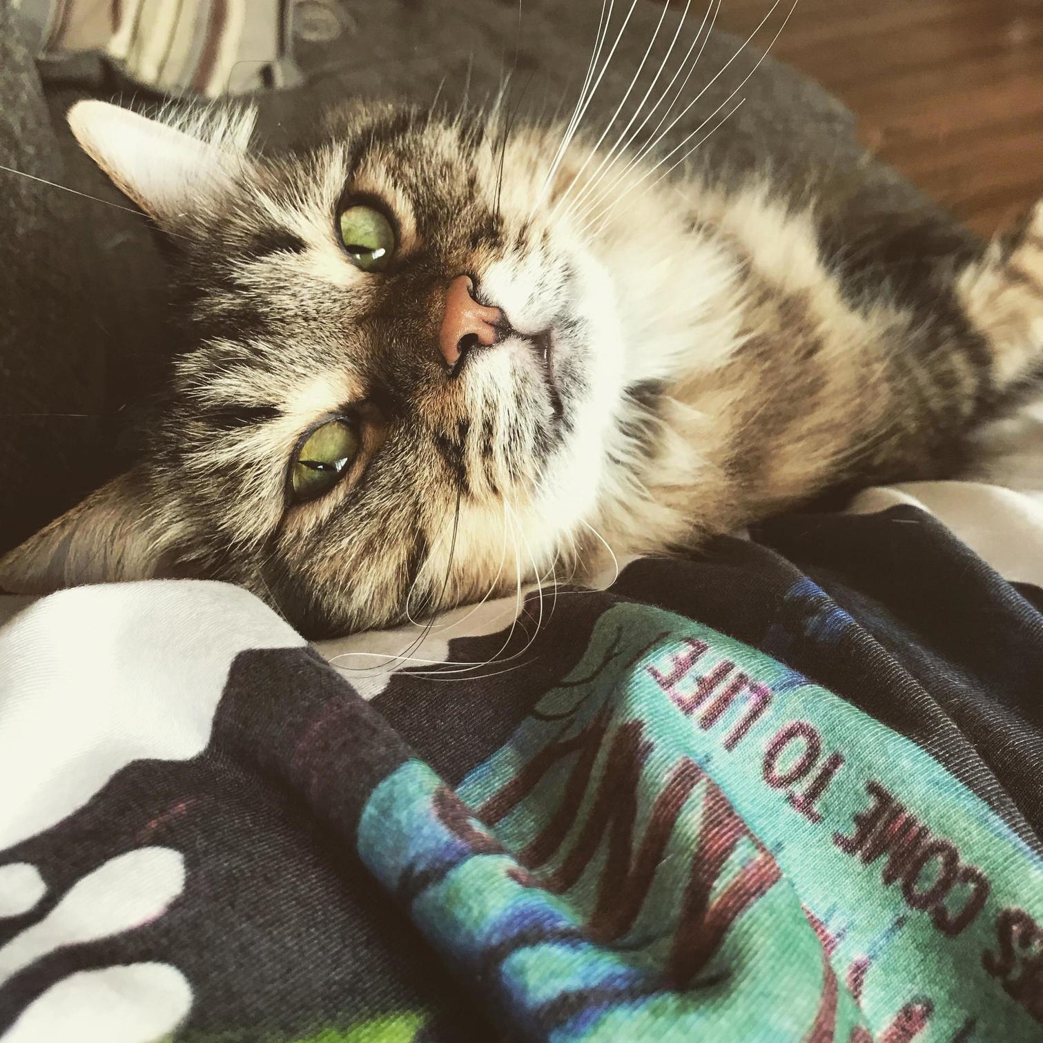 Get You a Cat That Looks at You Like My Stannis Looks at His Dad.