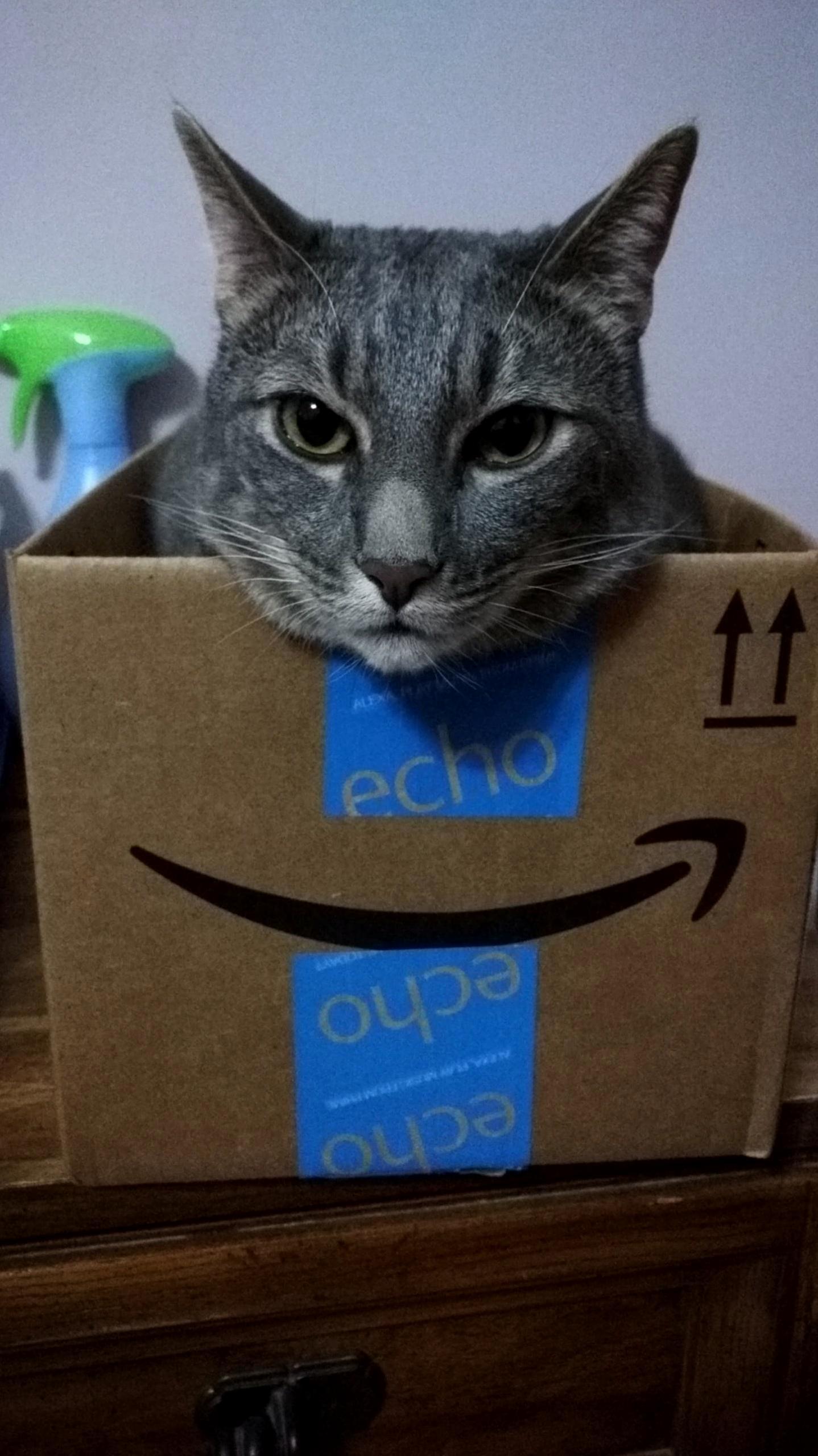 Glaring Cat, Smiling Box.