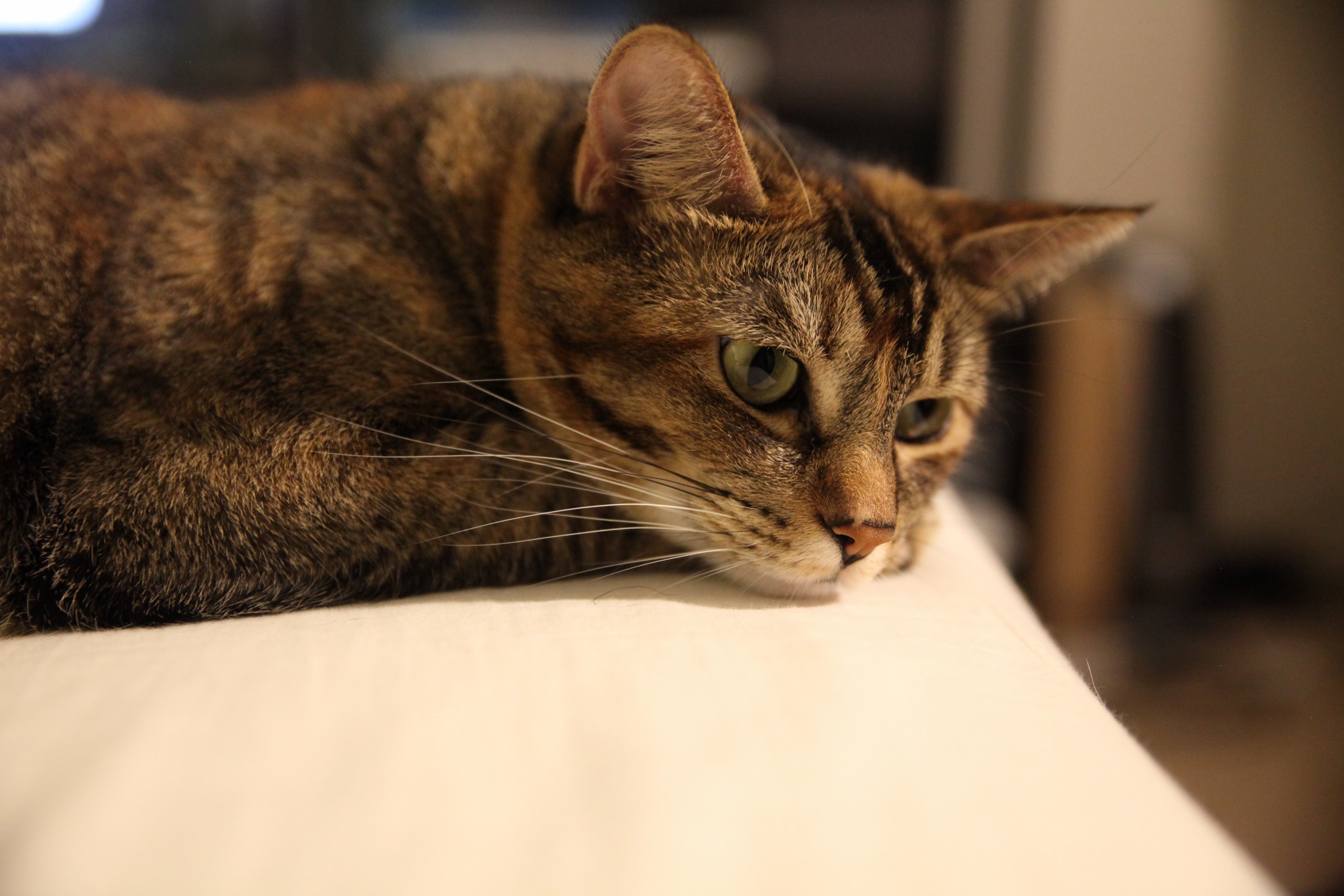 Good Model, Bad Photographer