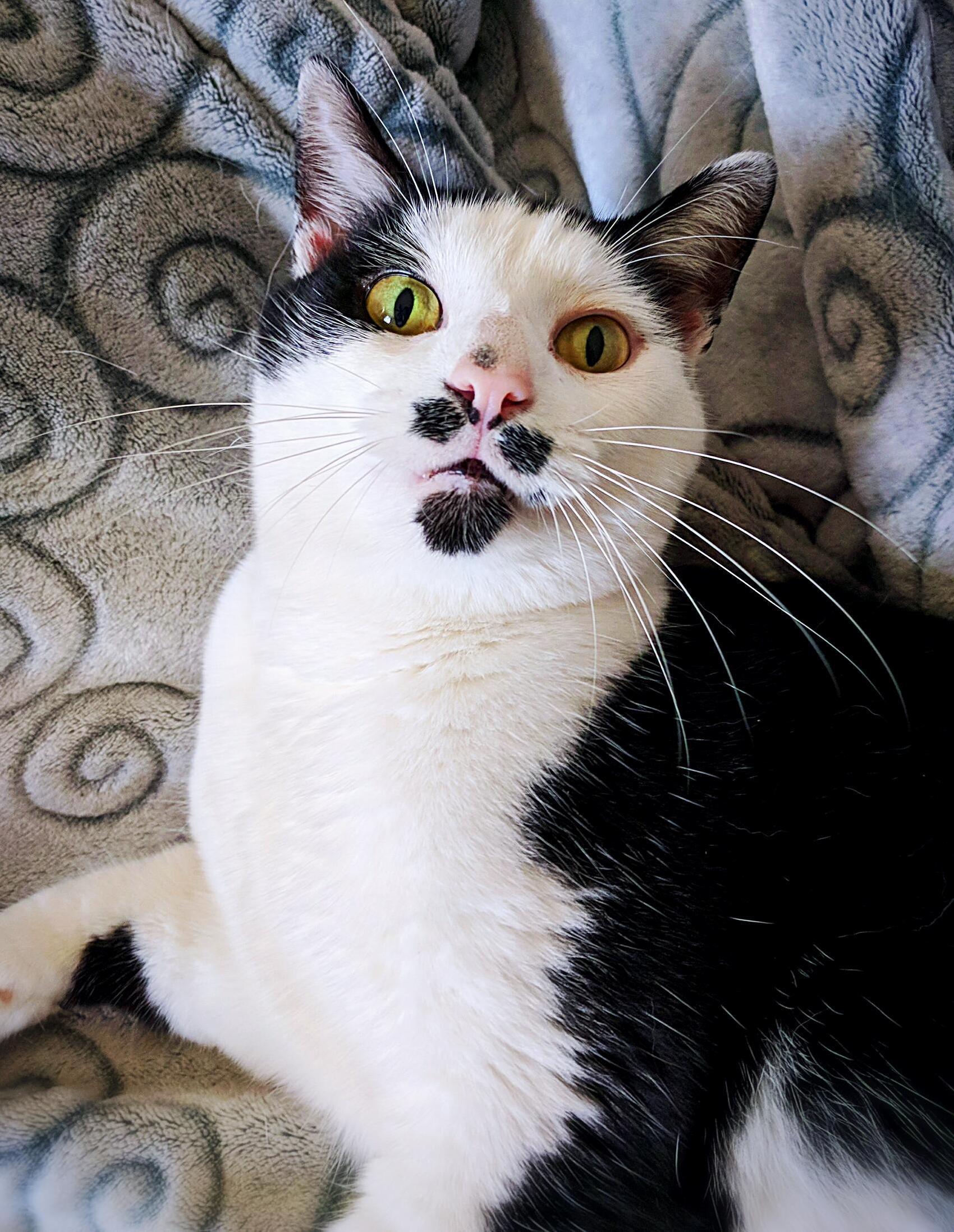 Goofy Sir Nibbler