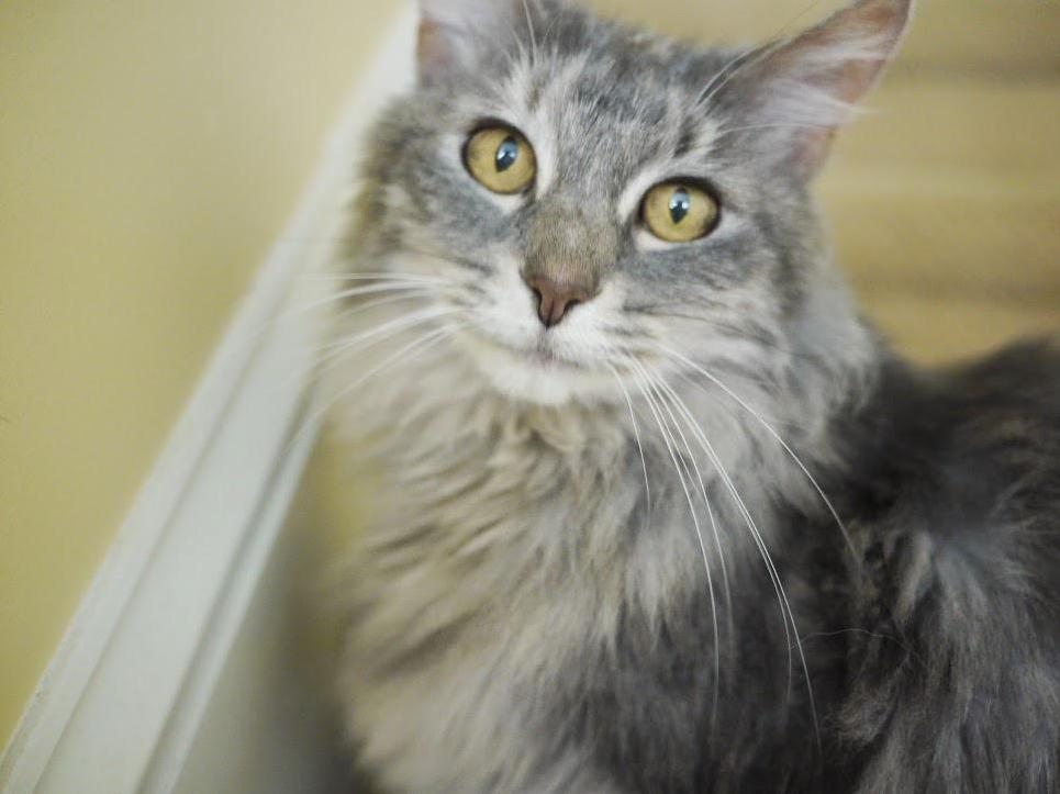 Gray Maine Coon, Shelby, Wondering Why Im Taking a Picture of Her.