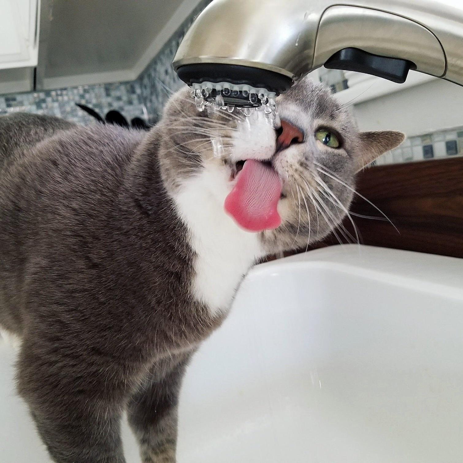 Harry Prefers His Water Fresh from the Source.