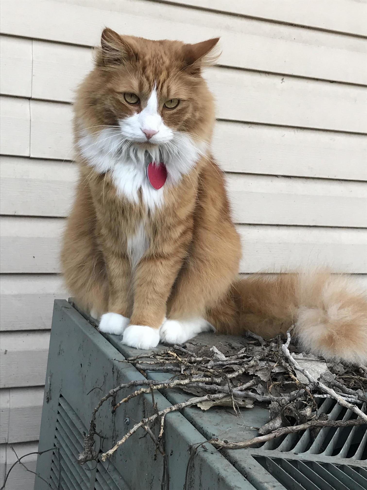 He Hates the Wind