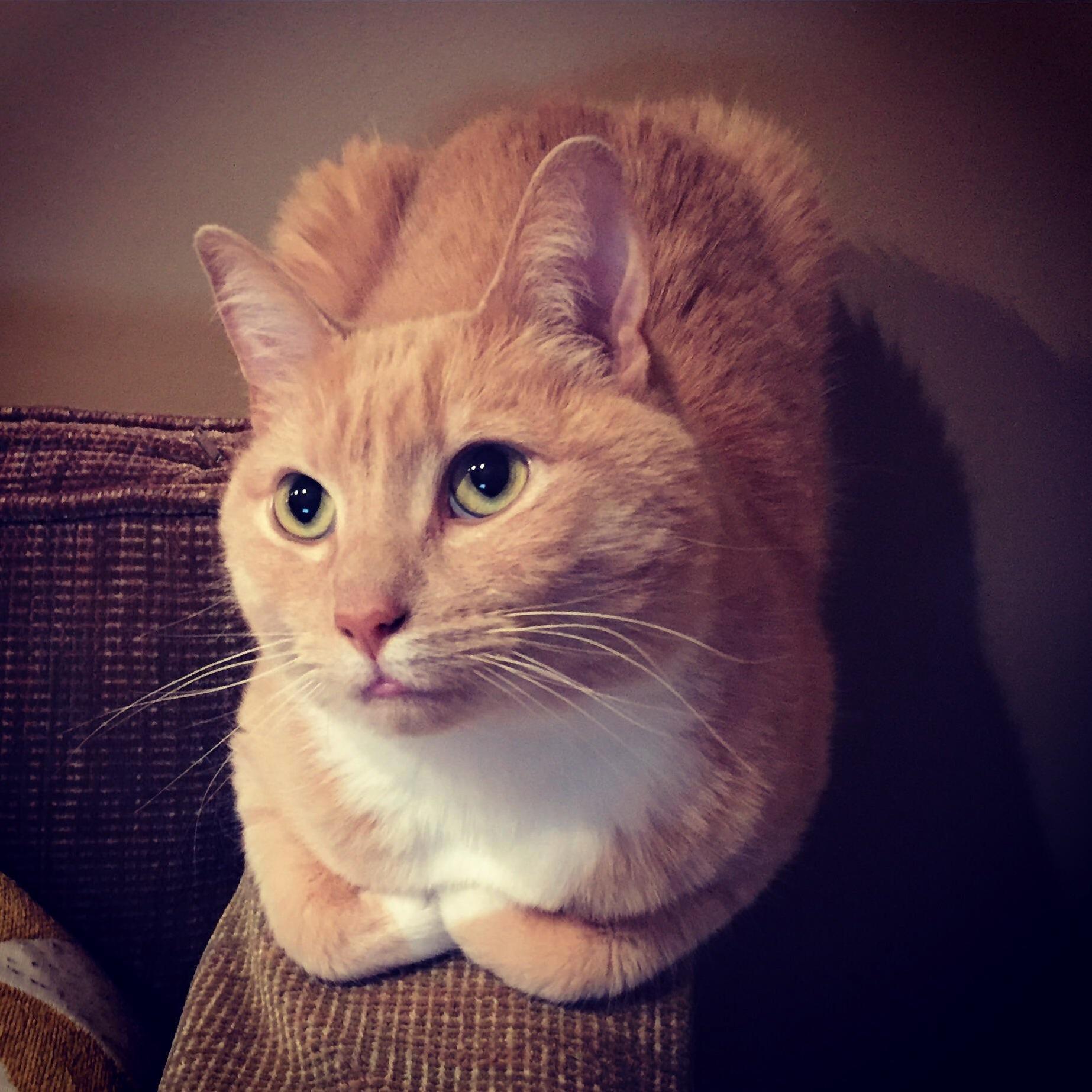 He Is So Polite.