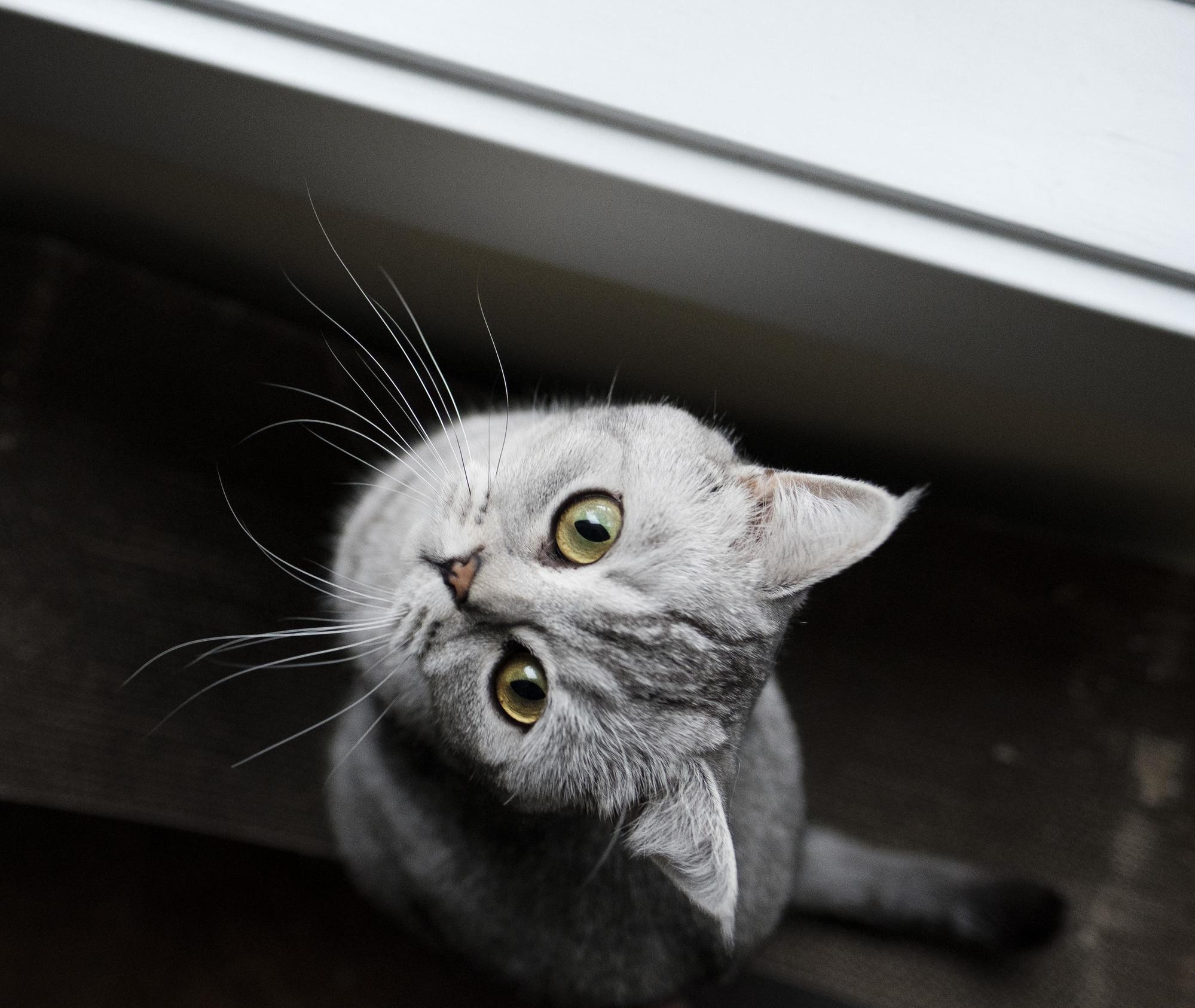 Hello Human!