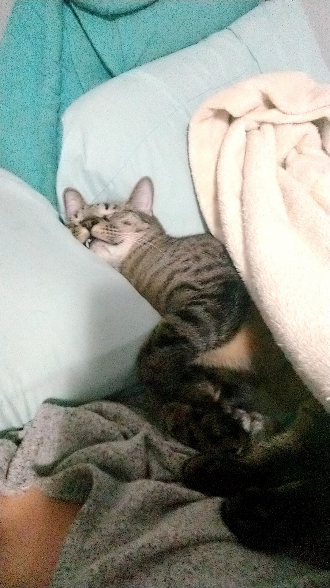Hes So Cute When Hes Snoozing.