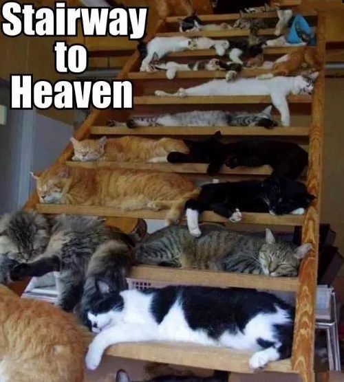Hey. Lets Break Out the Cat Nip and Get This Party Started.