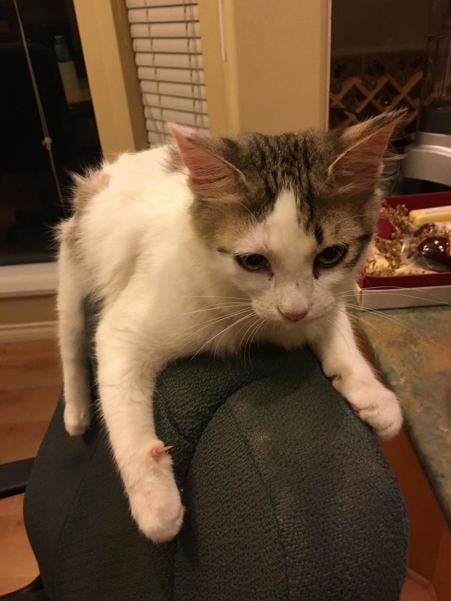 His Name Is Smol.